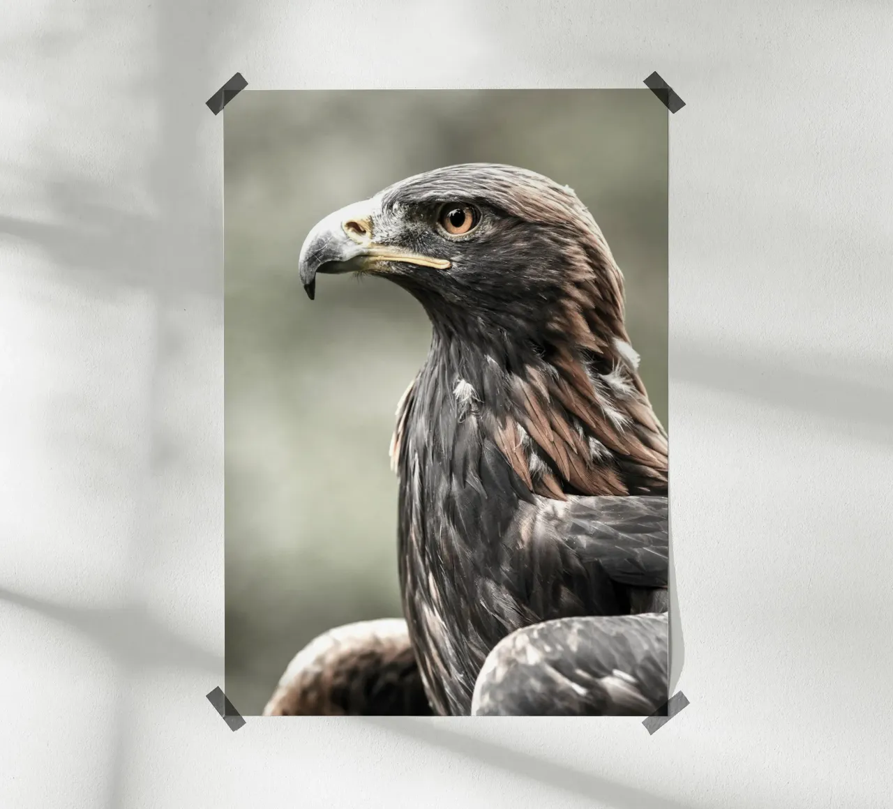 Bald Eagle carta hahnemühle da nabakumov