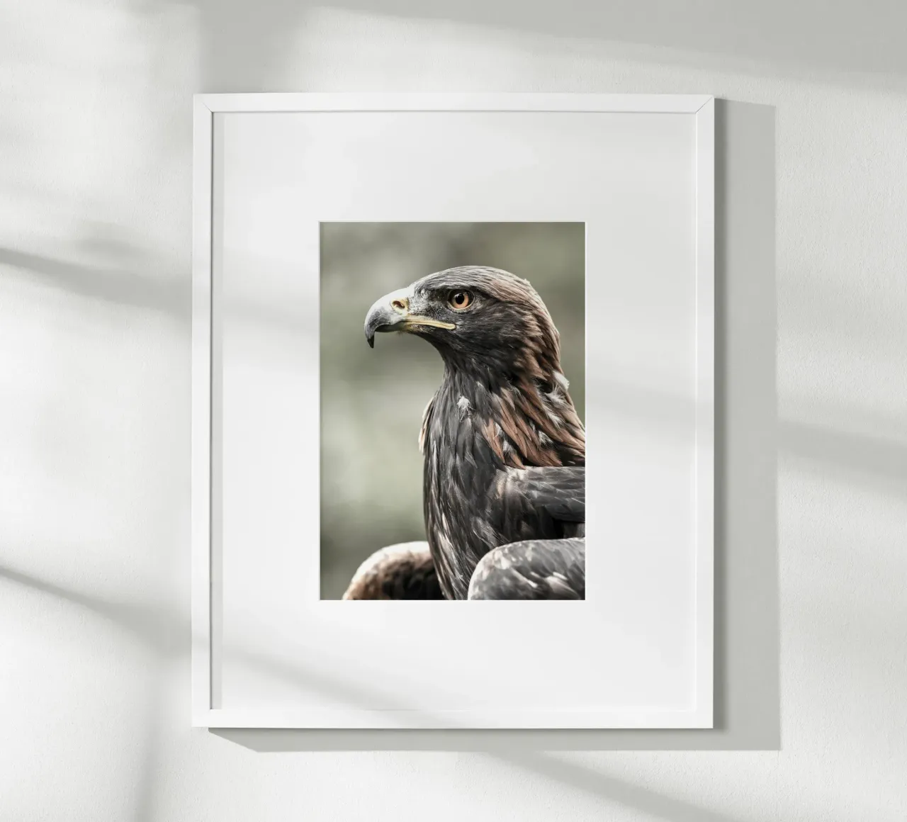 Bald Eagle carta hahnemühle da nabakumov