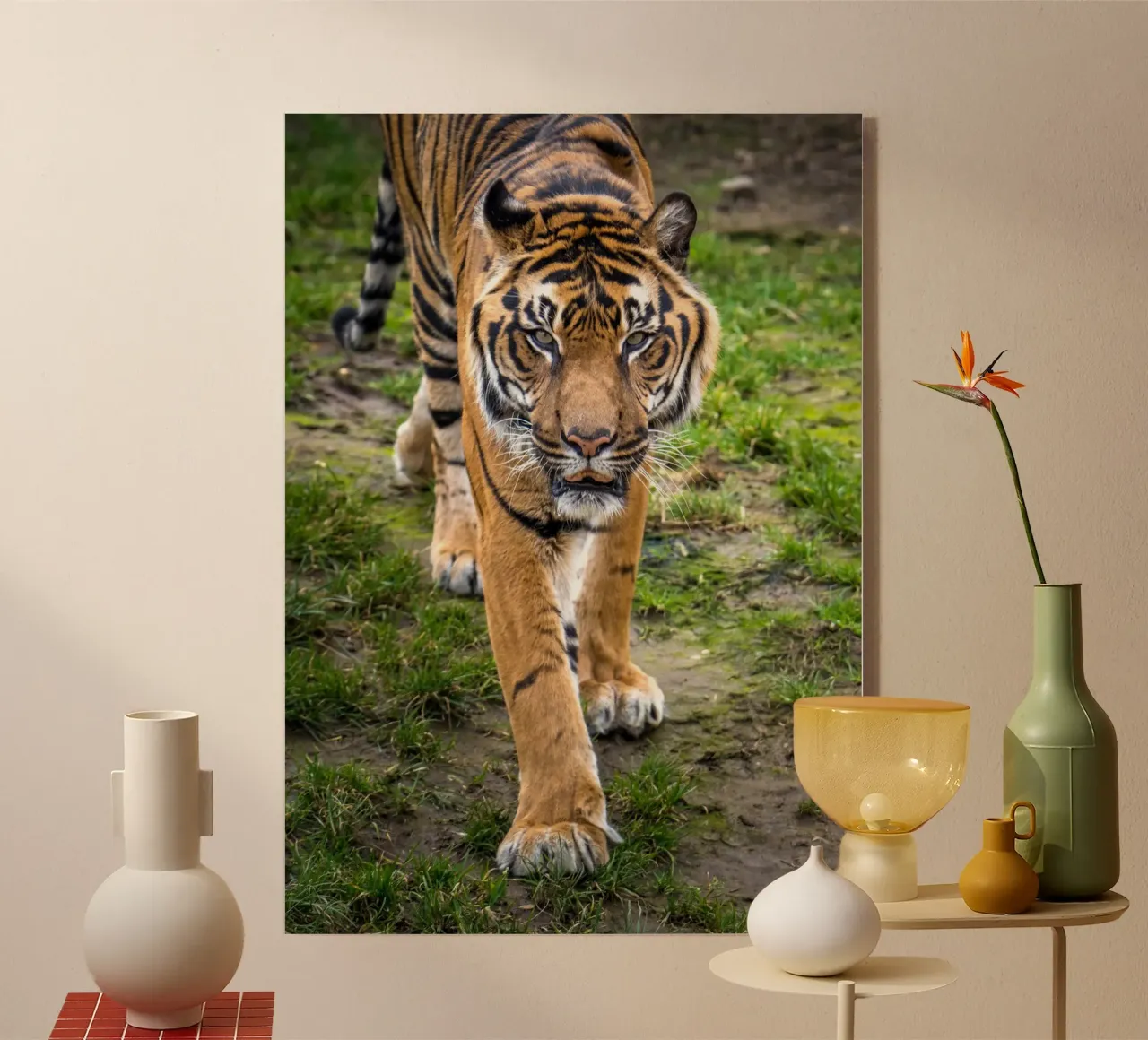 Tiger plexiglass da nabakumov