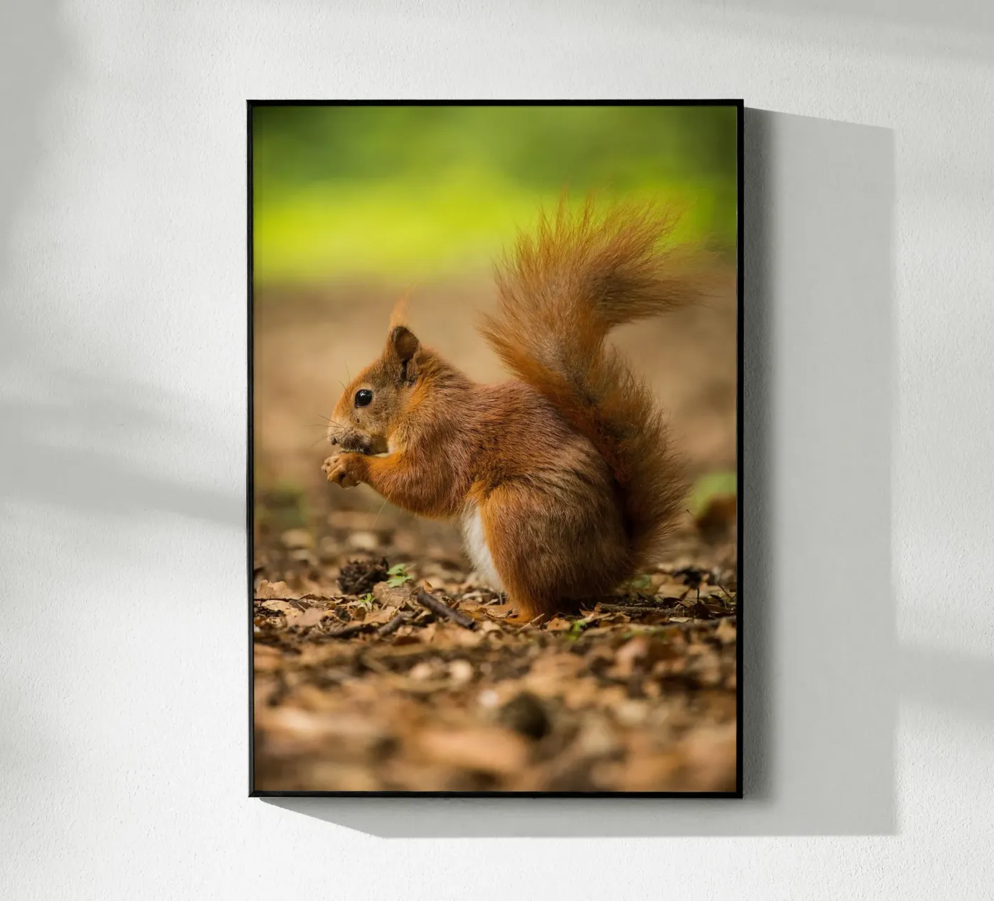 Squirrel acryl van nabakumov