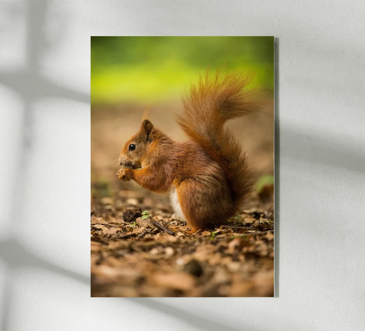 Squirrel plexiglass da nabakumov