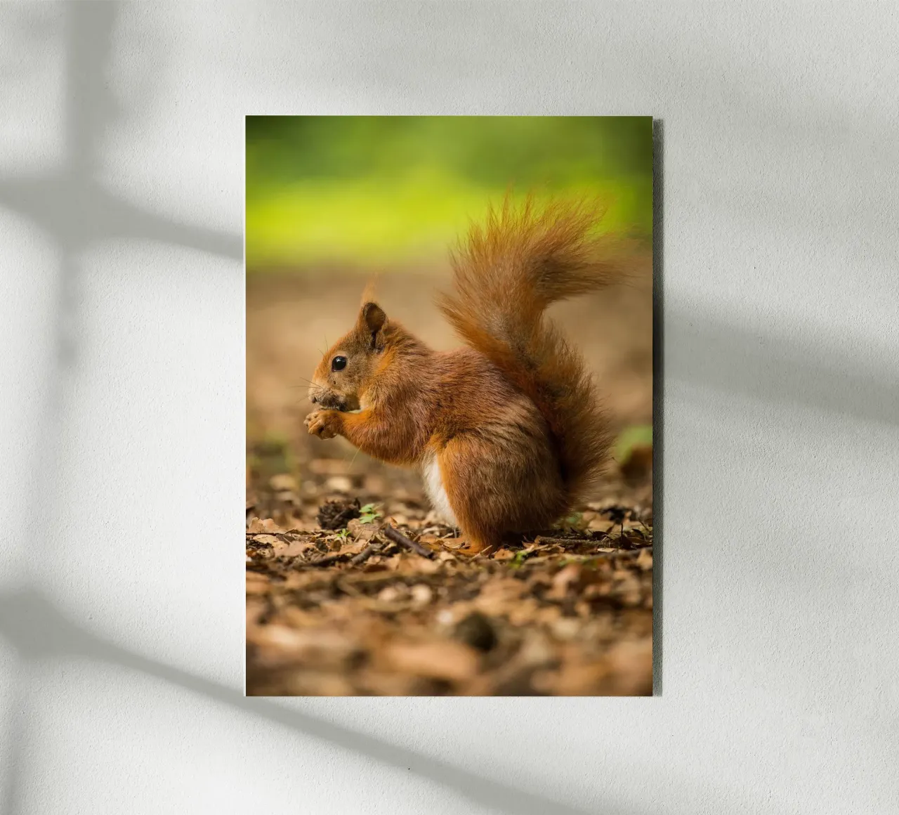 Squirrel alluminio dibond da nabakumov