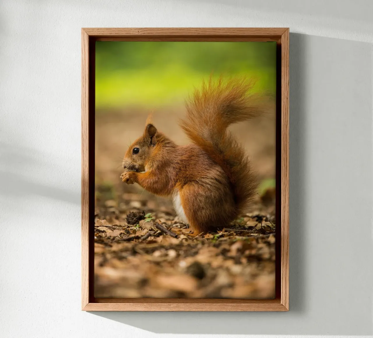 Squirrel tela da nabakumov