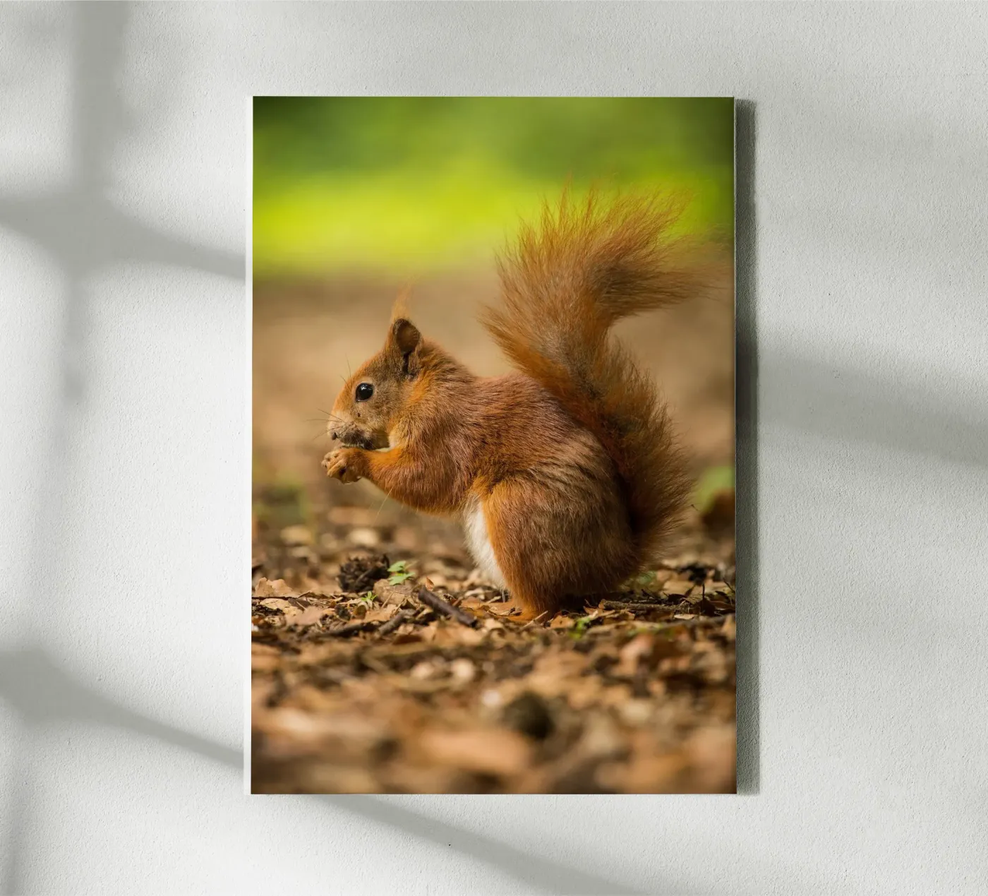 Squirrel canvas by nabakumov