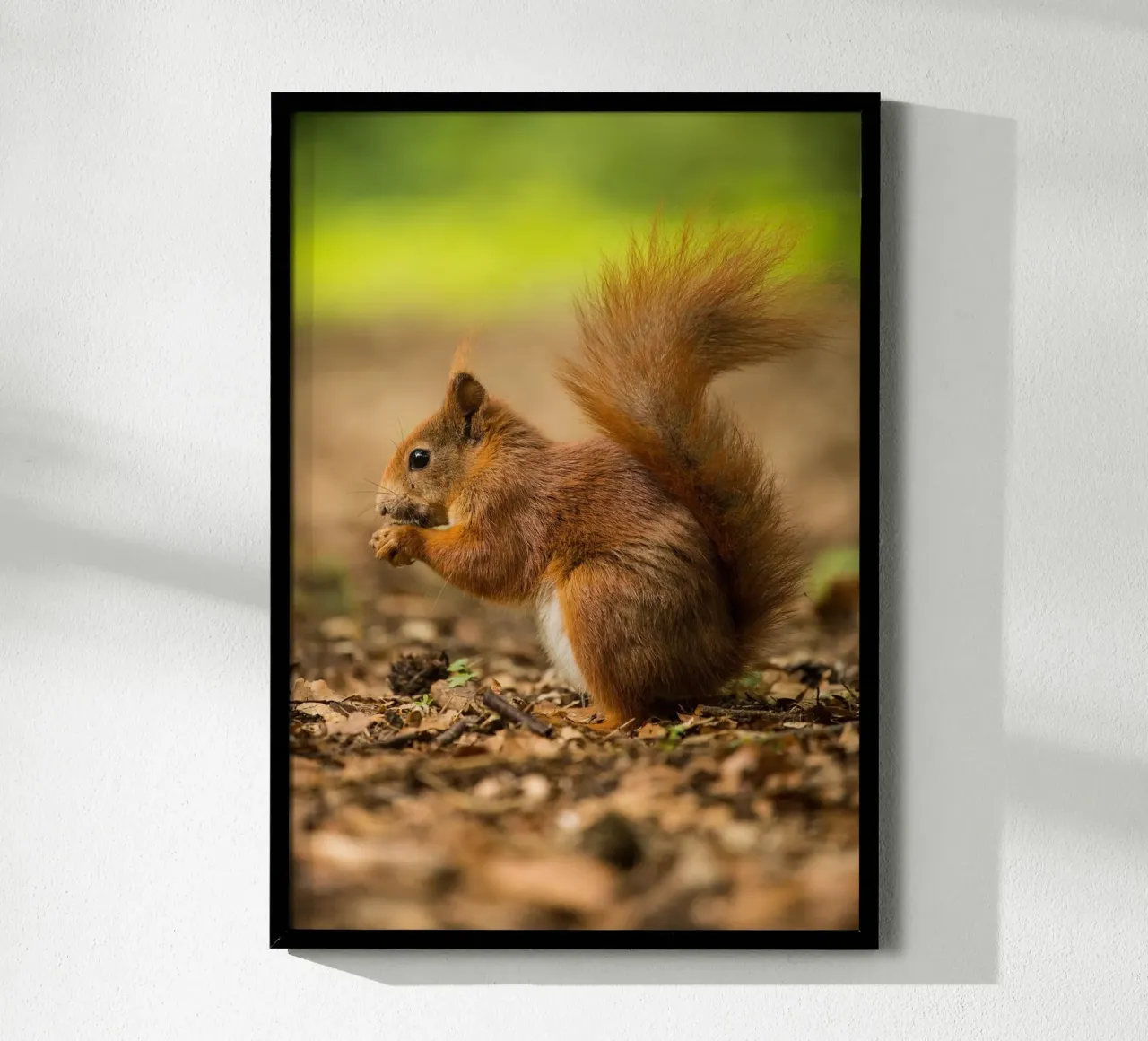 Squirrel carta hahnemühle da nabakumov