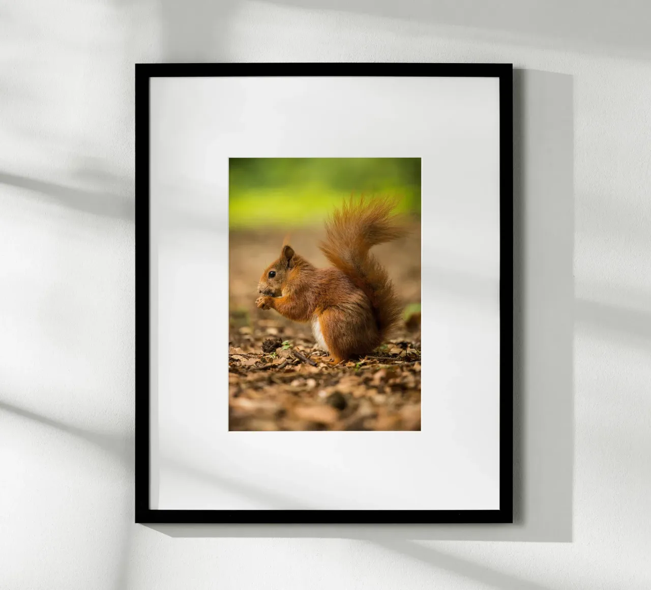 Squirrel carta hahnemühle da nabakumov