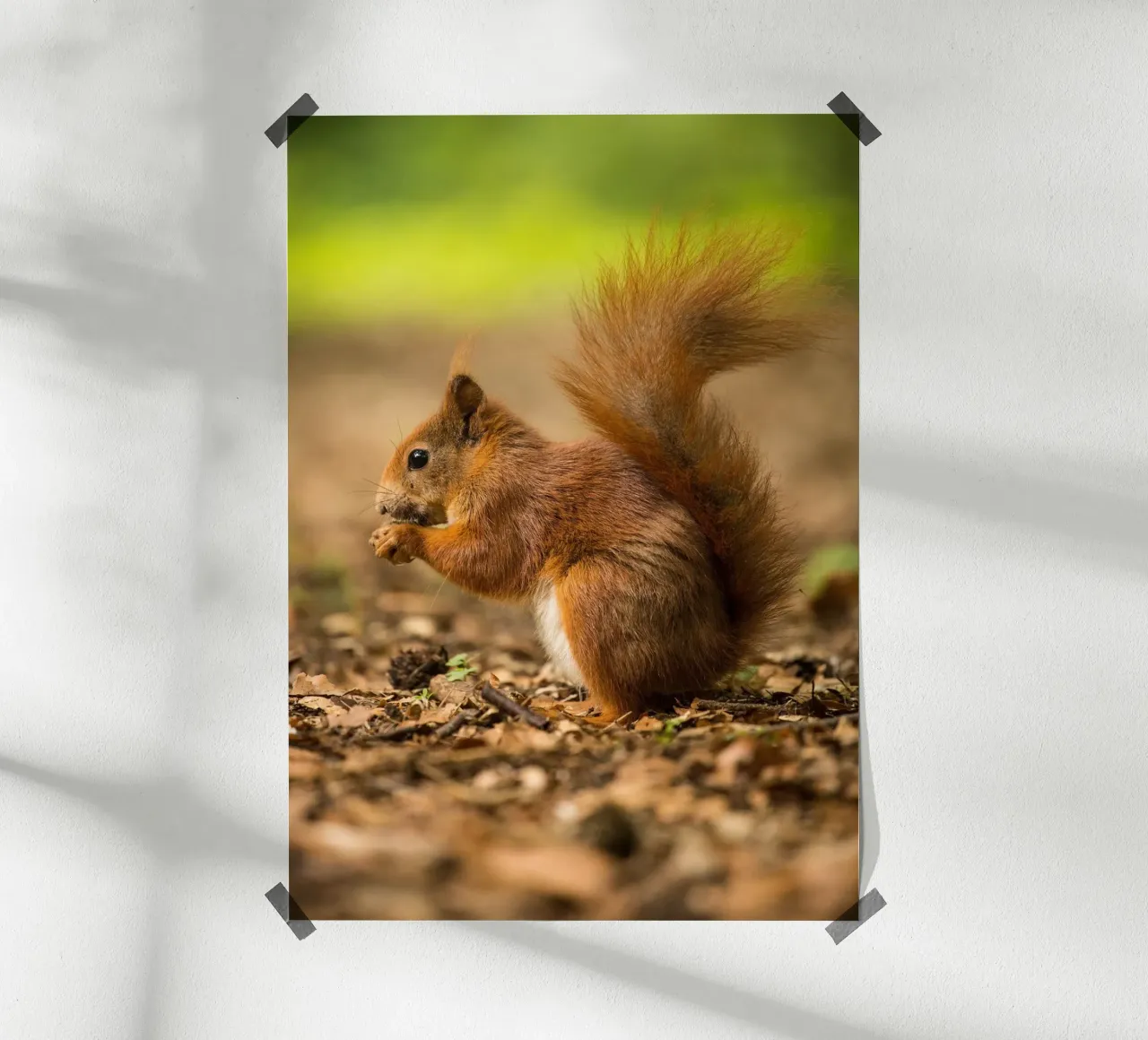 Squirrel carta hahnemühle da nabakumov