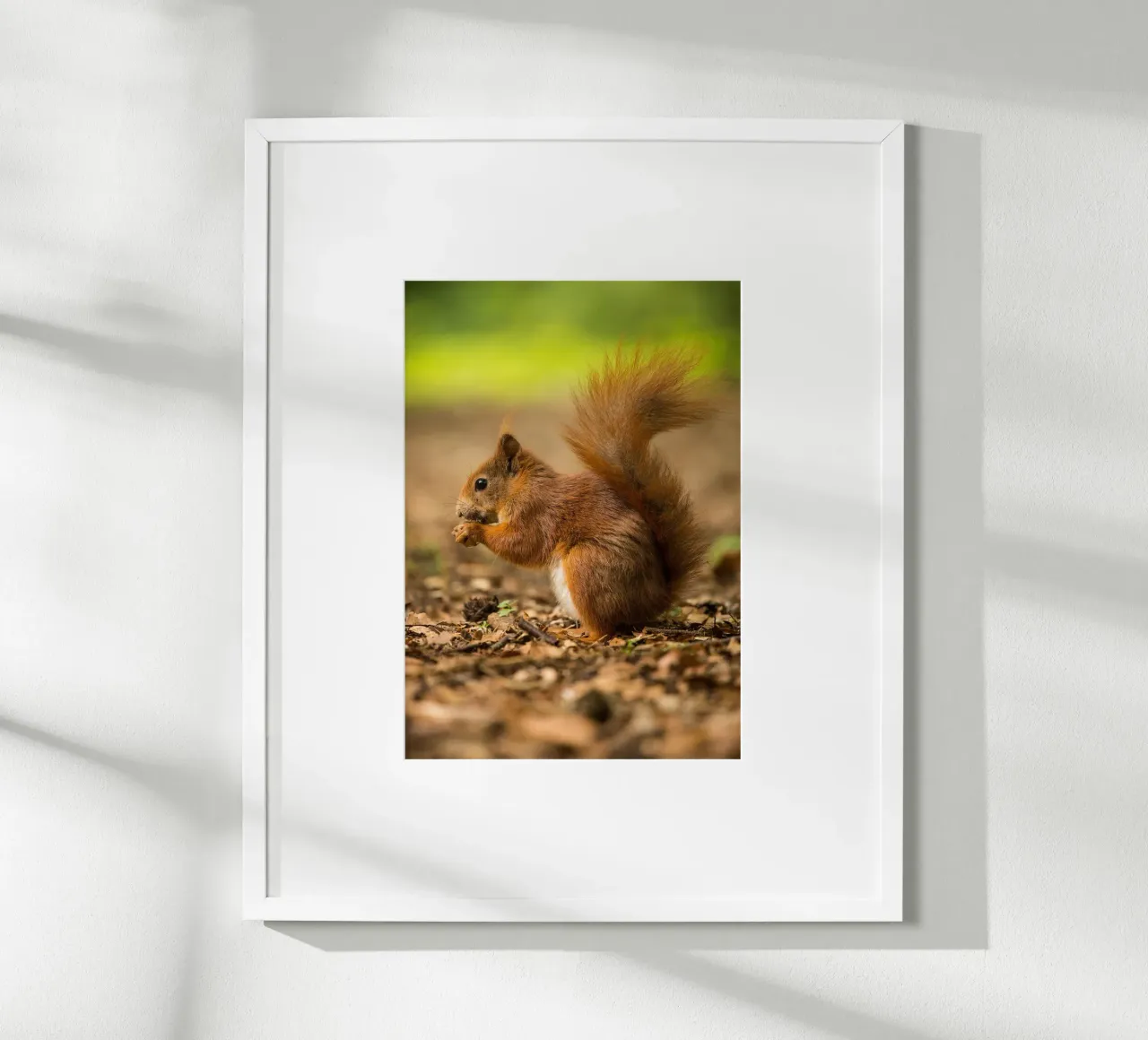 Squirrel carta hahnemühle da nabakumov