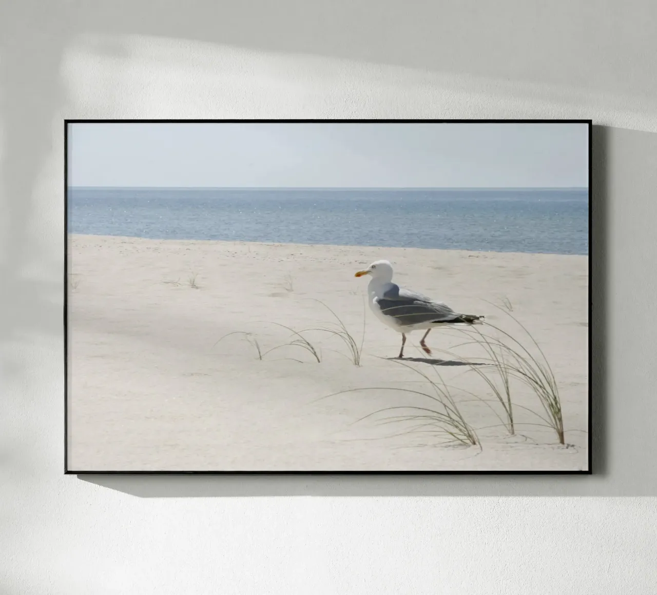 Gabbiano plexiglass da eyes & tries