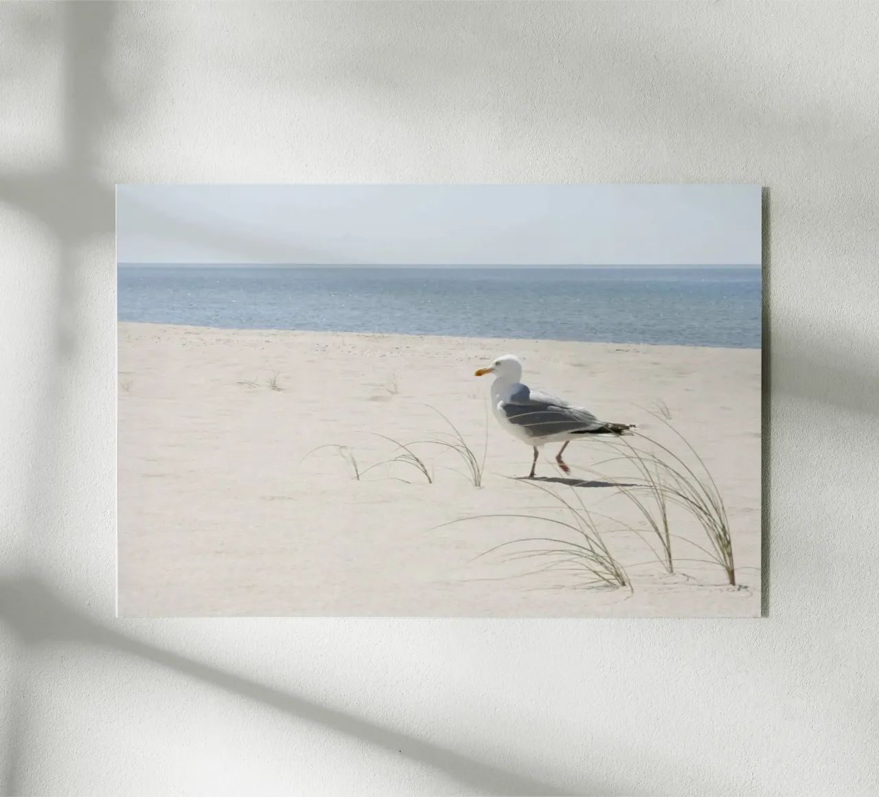 Gabbiano plexiglass da eyes & tries