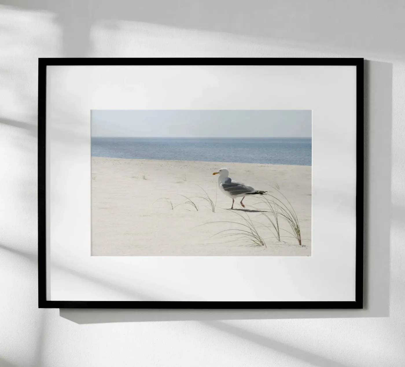 Gabbiano poster da eyes & tries