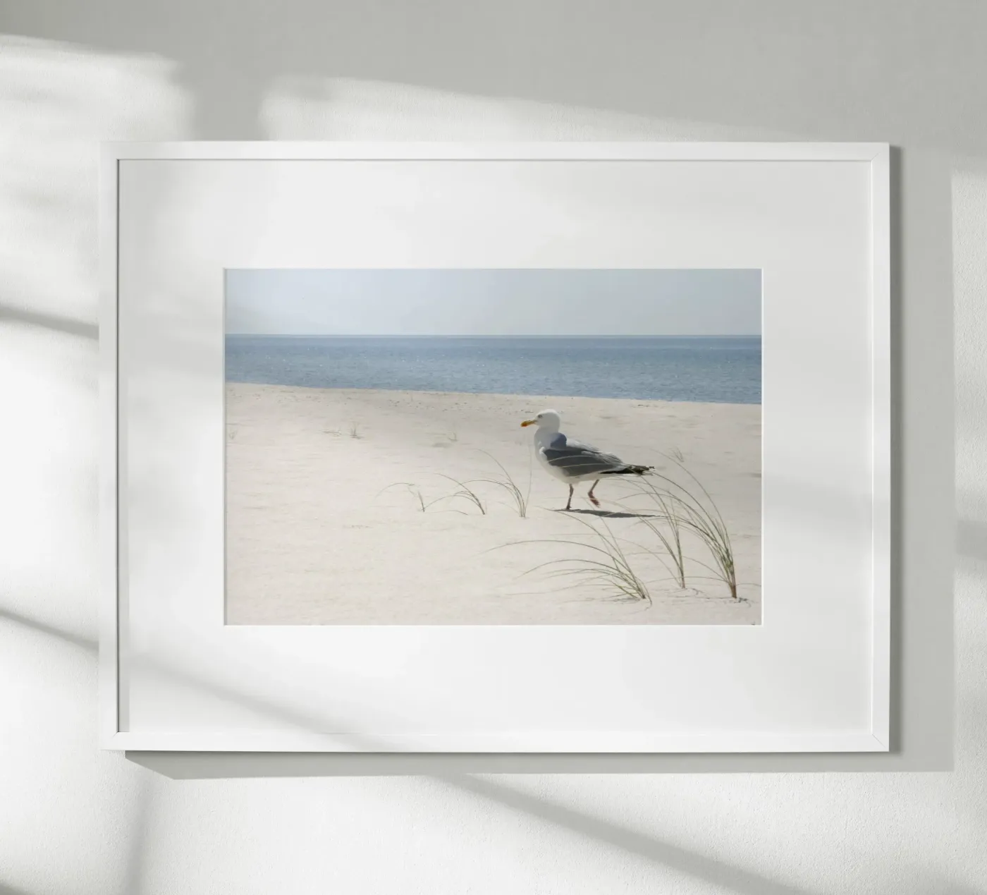 Gabbiano poster da eyes & tries