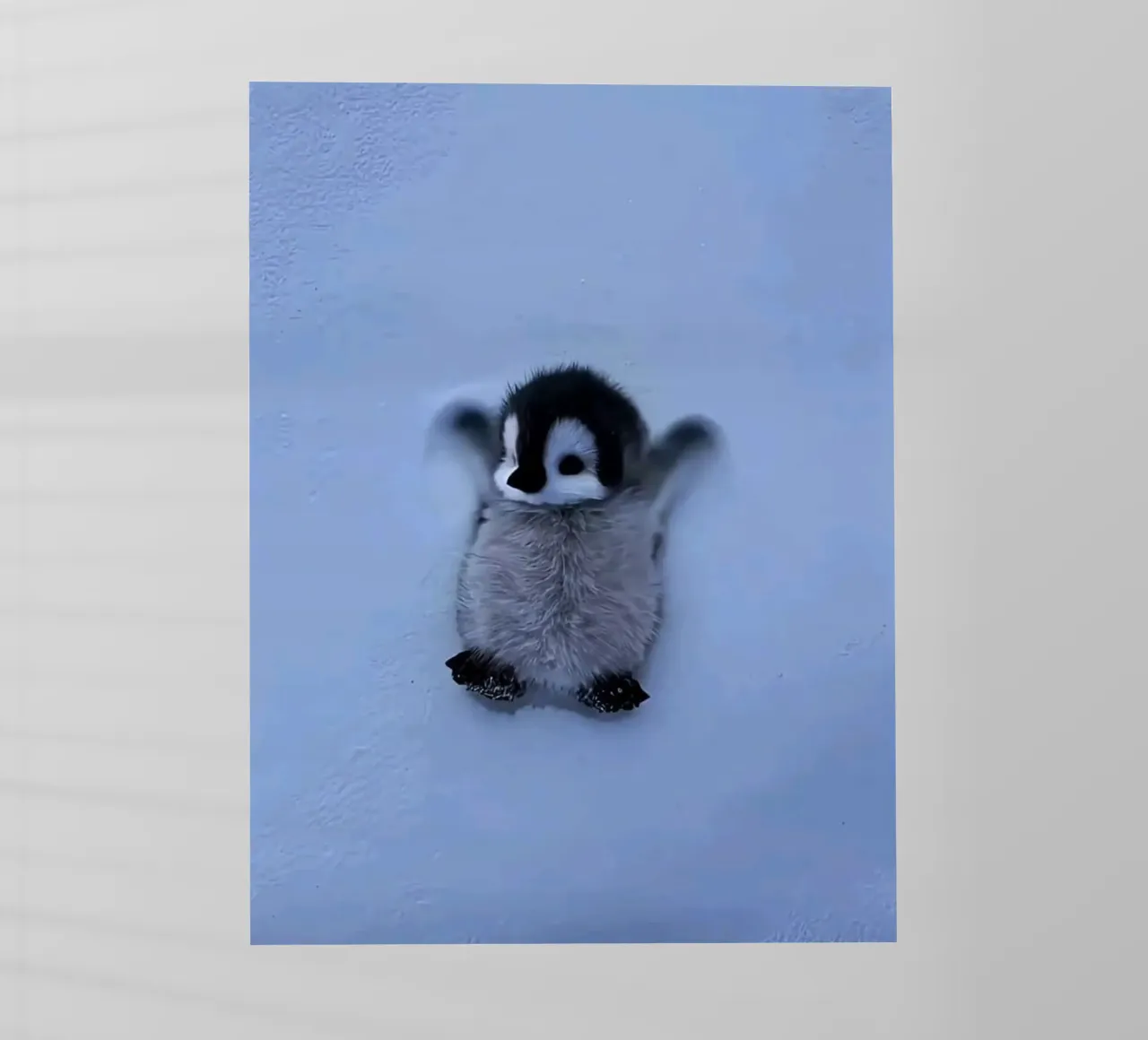 penguin on snow pellicola backlit da ryan