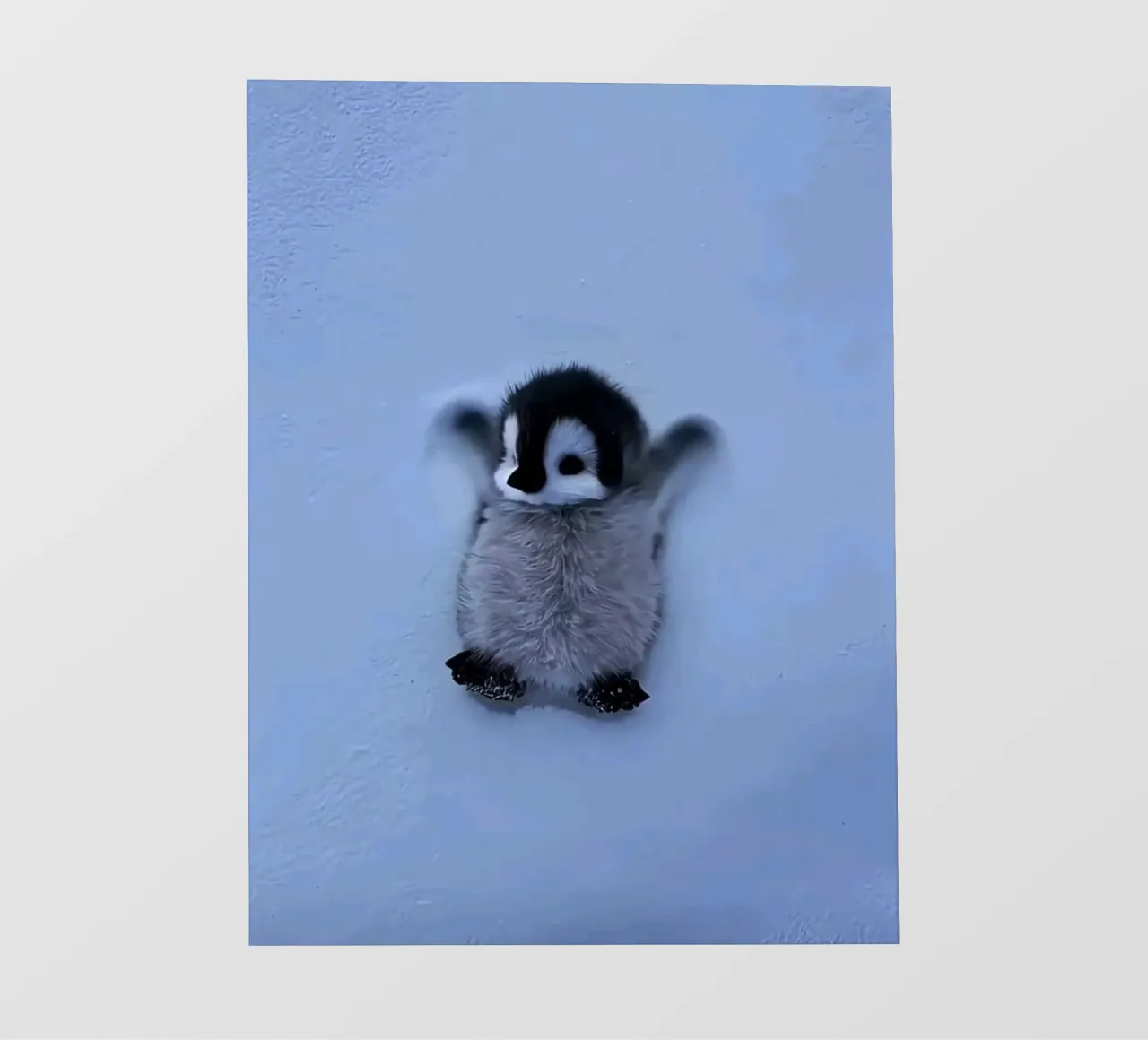 penguin on snow pellicola backlit da ryan