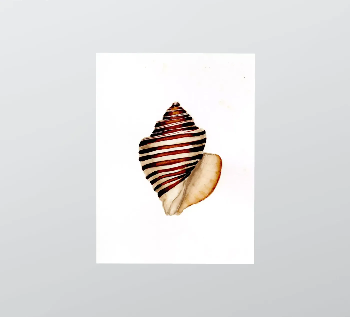 stripe shell sticker van Nathys_illustration