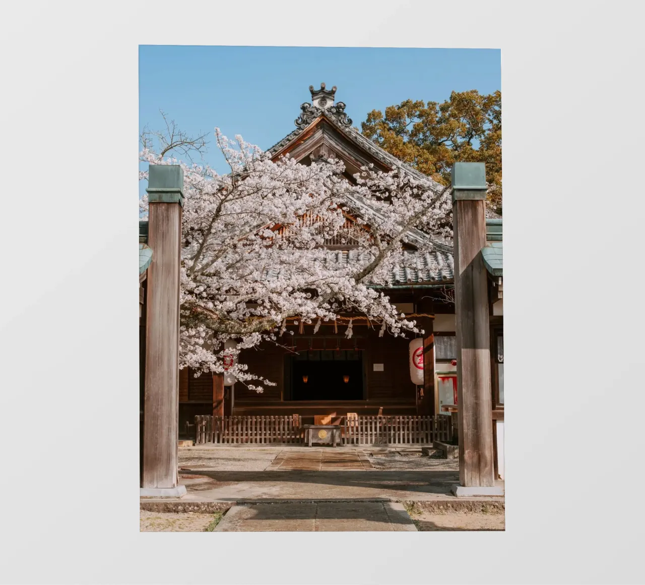 Tempio dei ciliegi in fiore a Shikoku, Giappone telo in pvc da Marcel Bisig