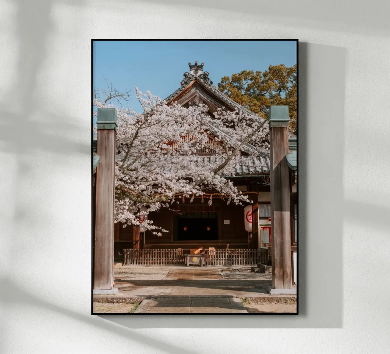 Tempio dei ciliegi in fiore a Shikoku, Giappone plexiglass da Marcel Bisig