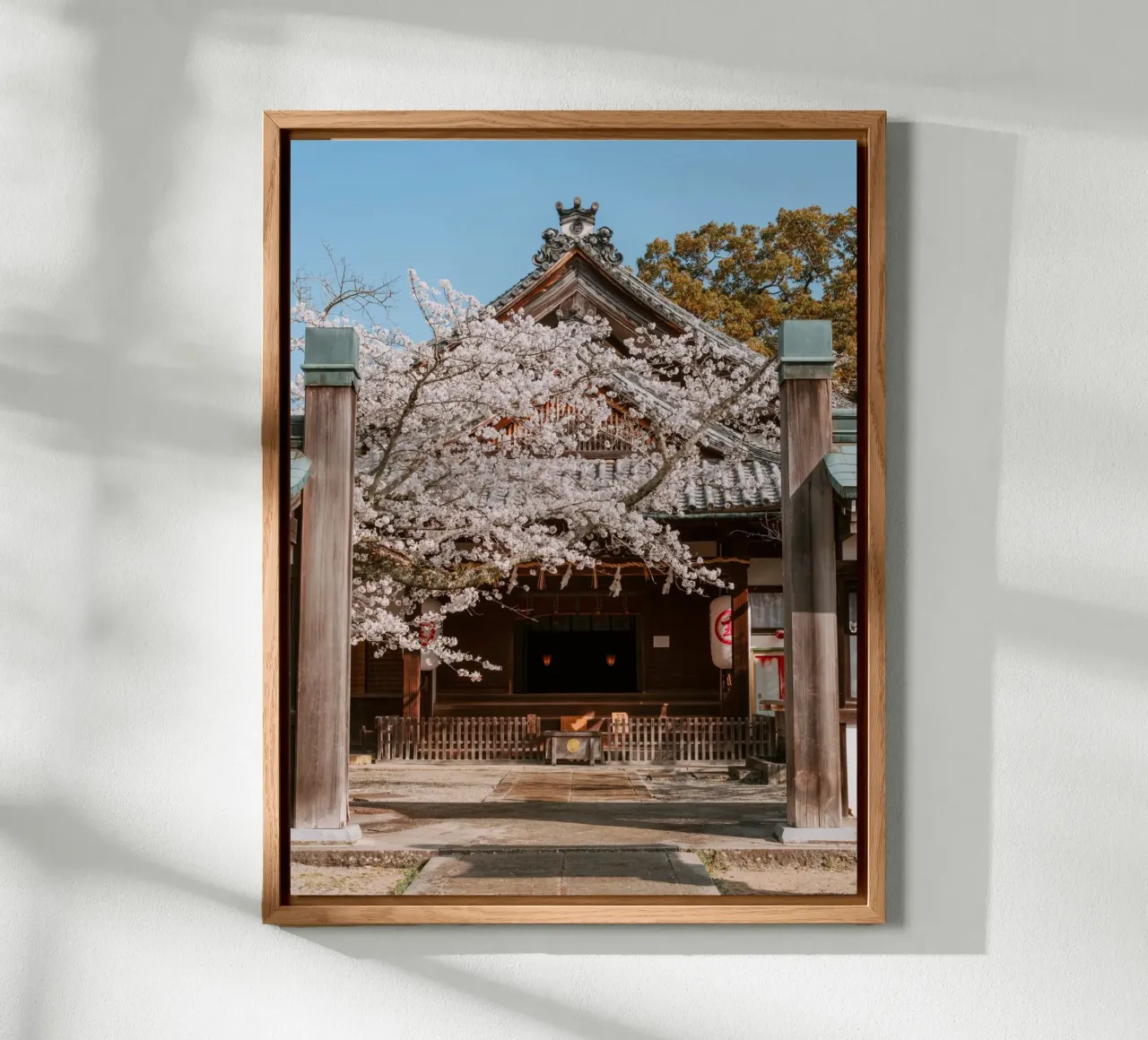 Tempio dei ciliegi in fiore a Shikoku, Giappone alluminio dibond da Marcel Bisig