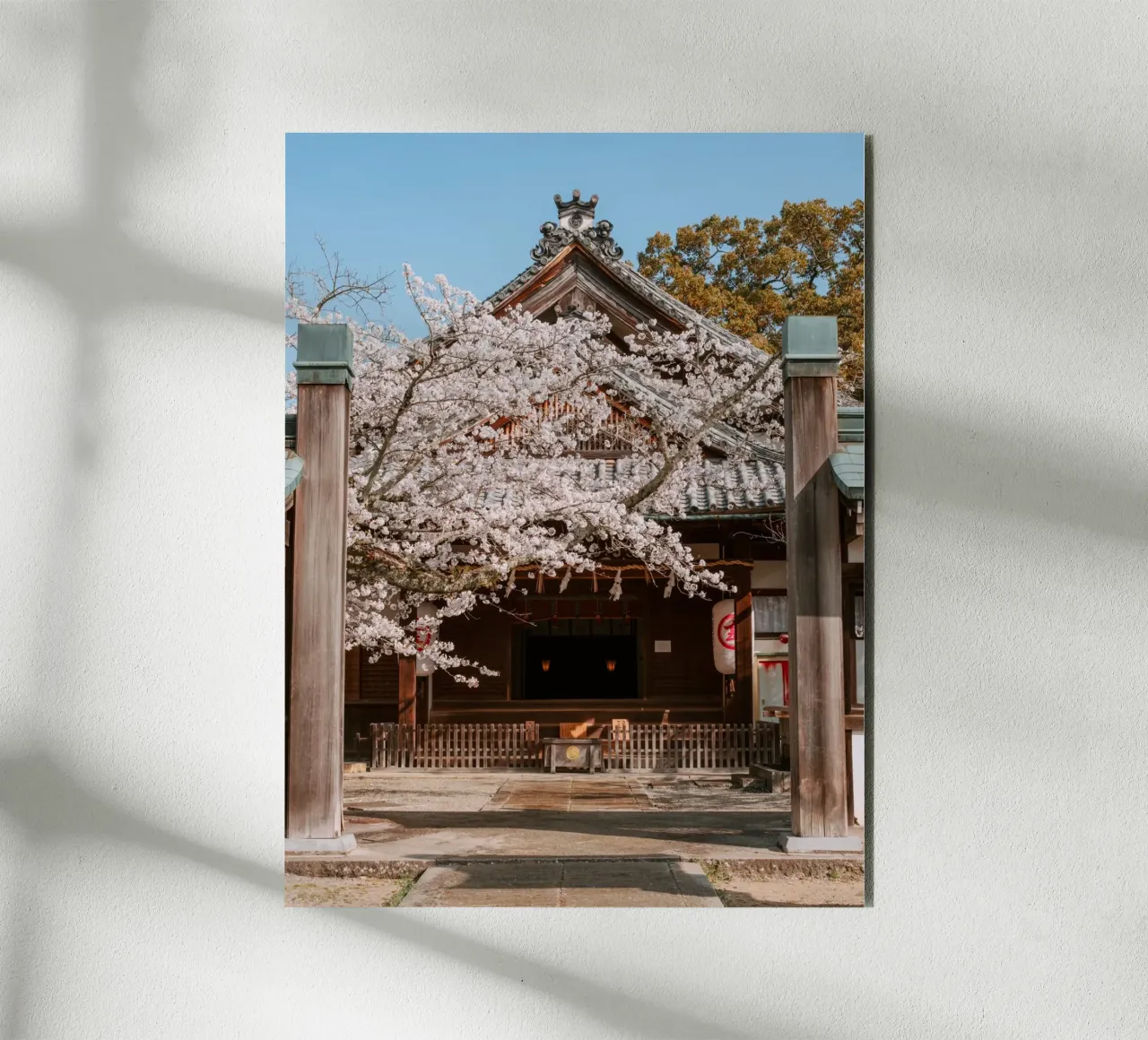 Tempio dei ciliegi in fiore a Shikoku, Giappone alluminio dibond da Marcel Bisig