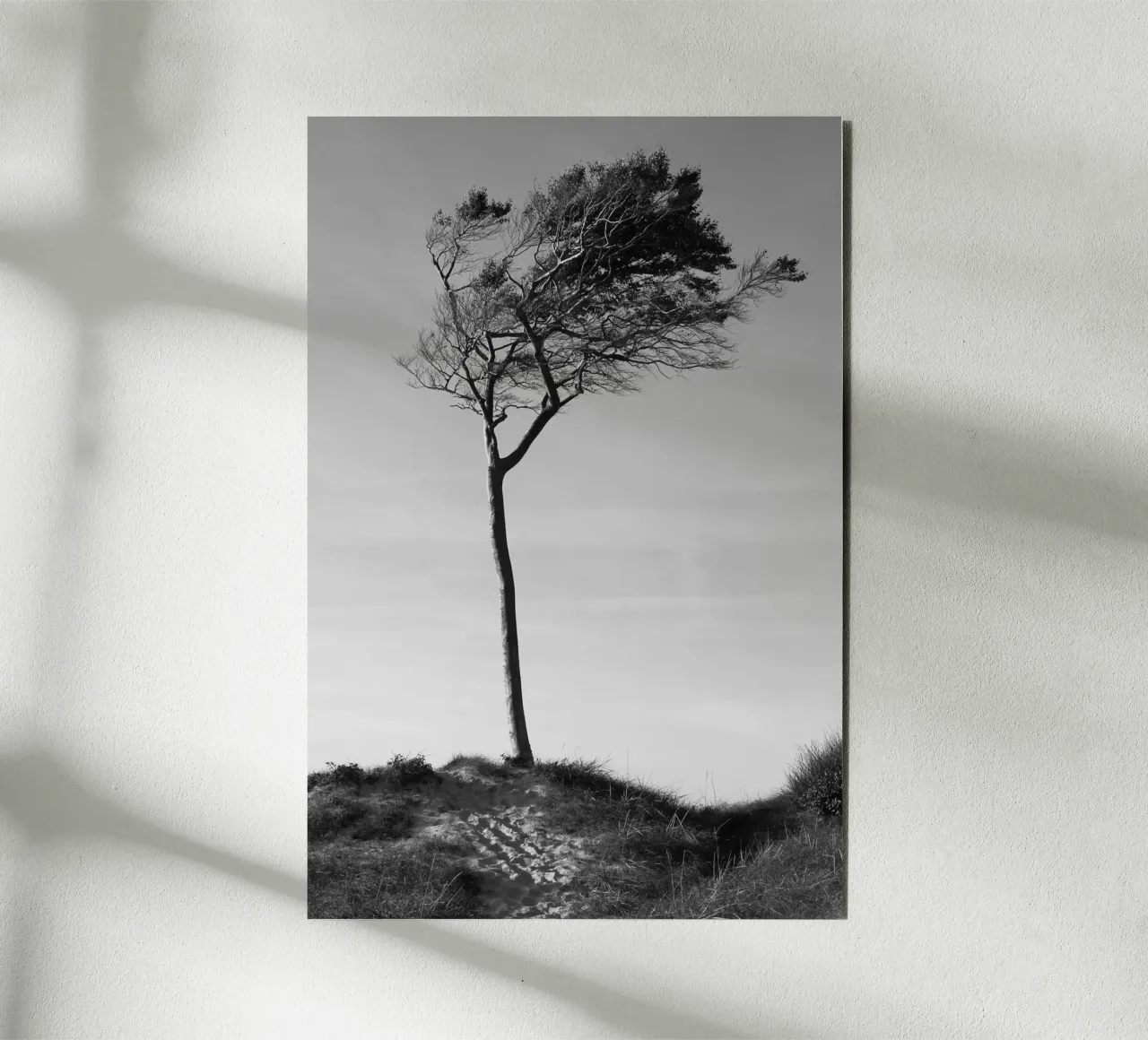 Albero alluminio dibond da eyes & tries