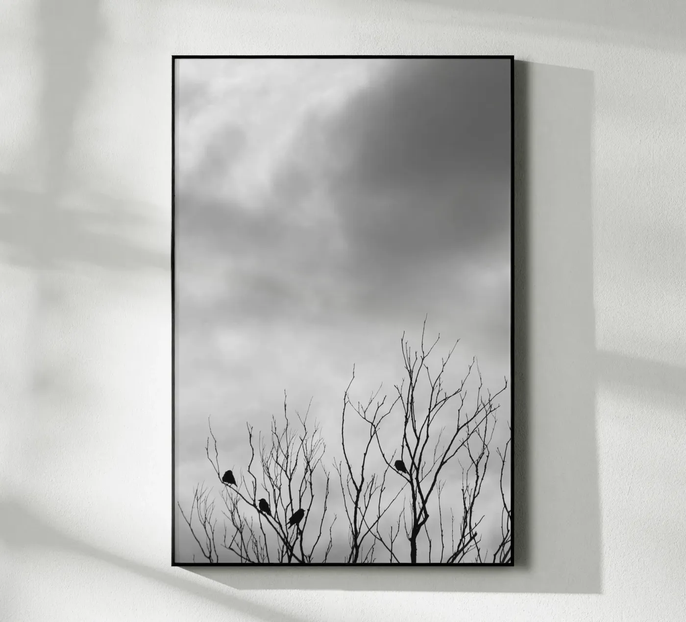 Crows plexiglas de eyes & tries