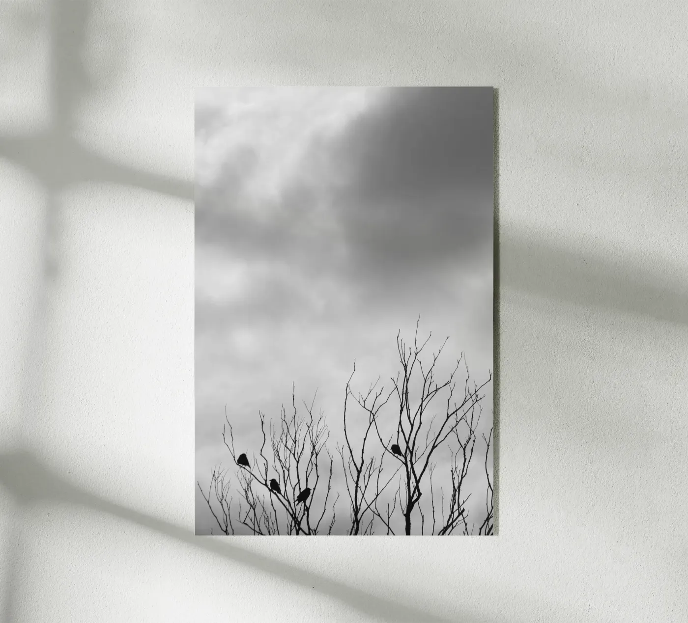 Crows plexiglas de eyes & tries