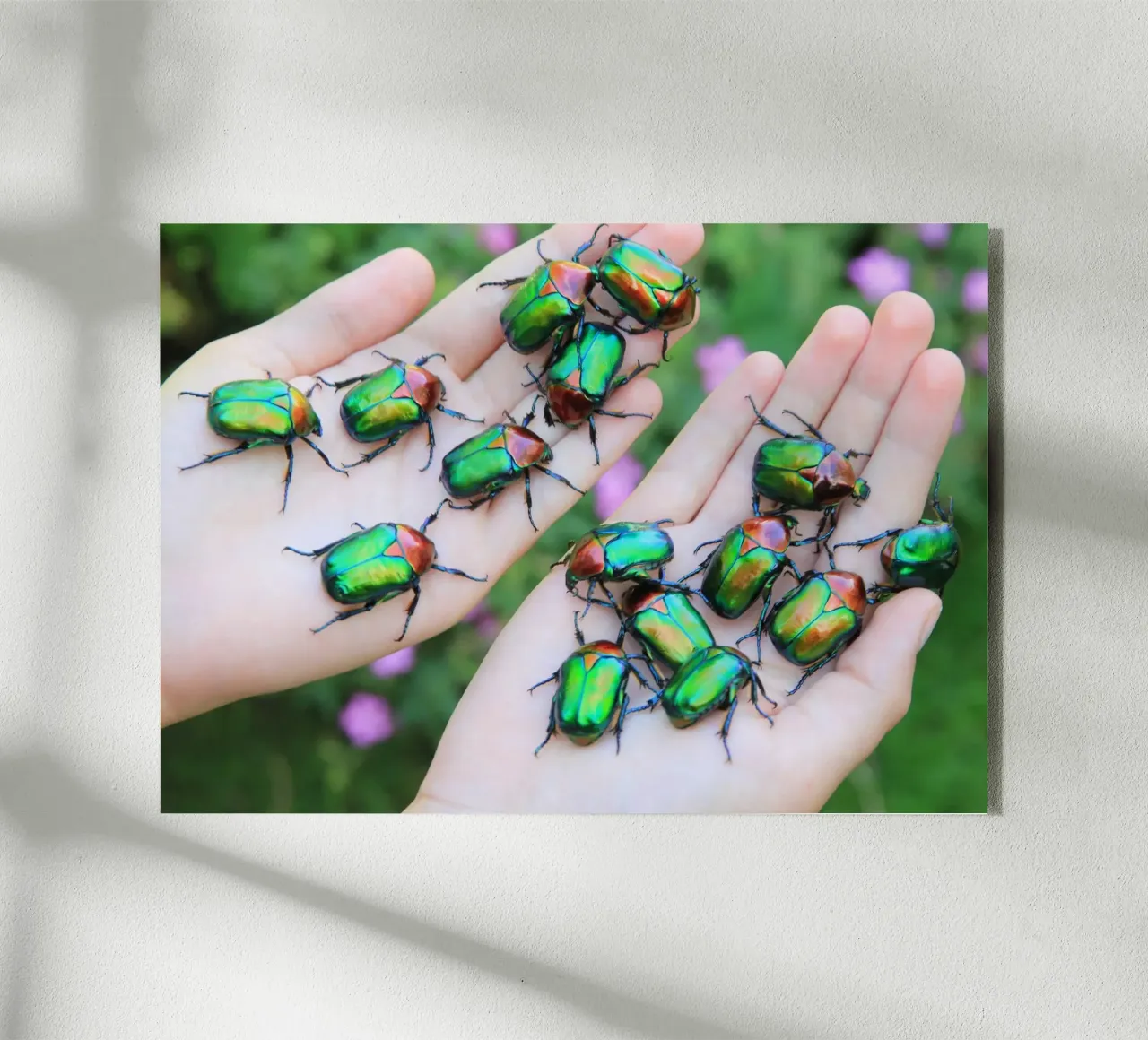 Rosaio plexiglass da eyes & tries