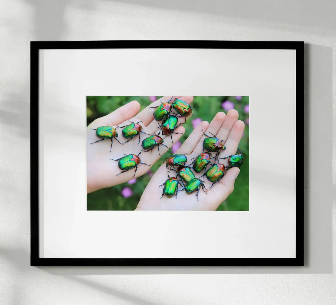 Rose chafer poster by eyes & tries