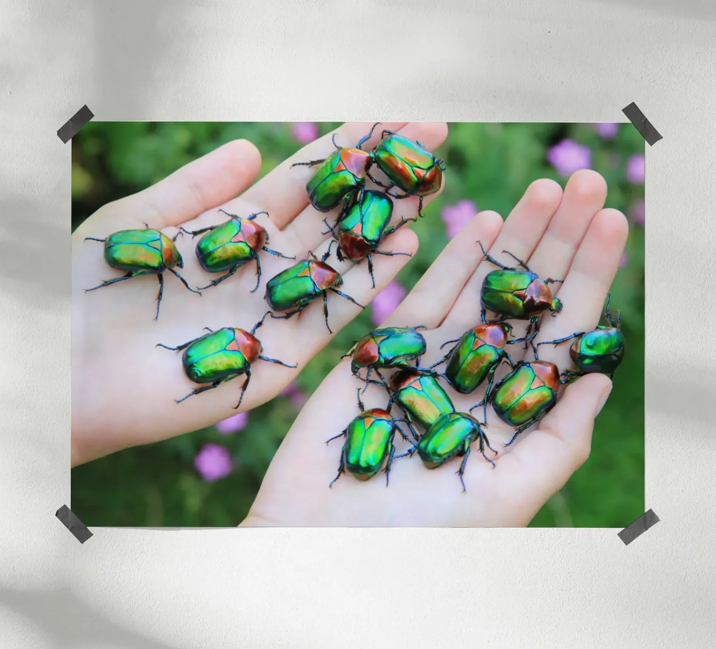 Rose chafer poster by eyes & tries