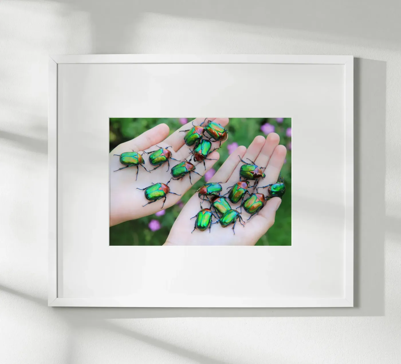 Rose chafer poster by eyes & tries