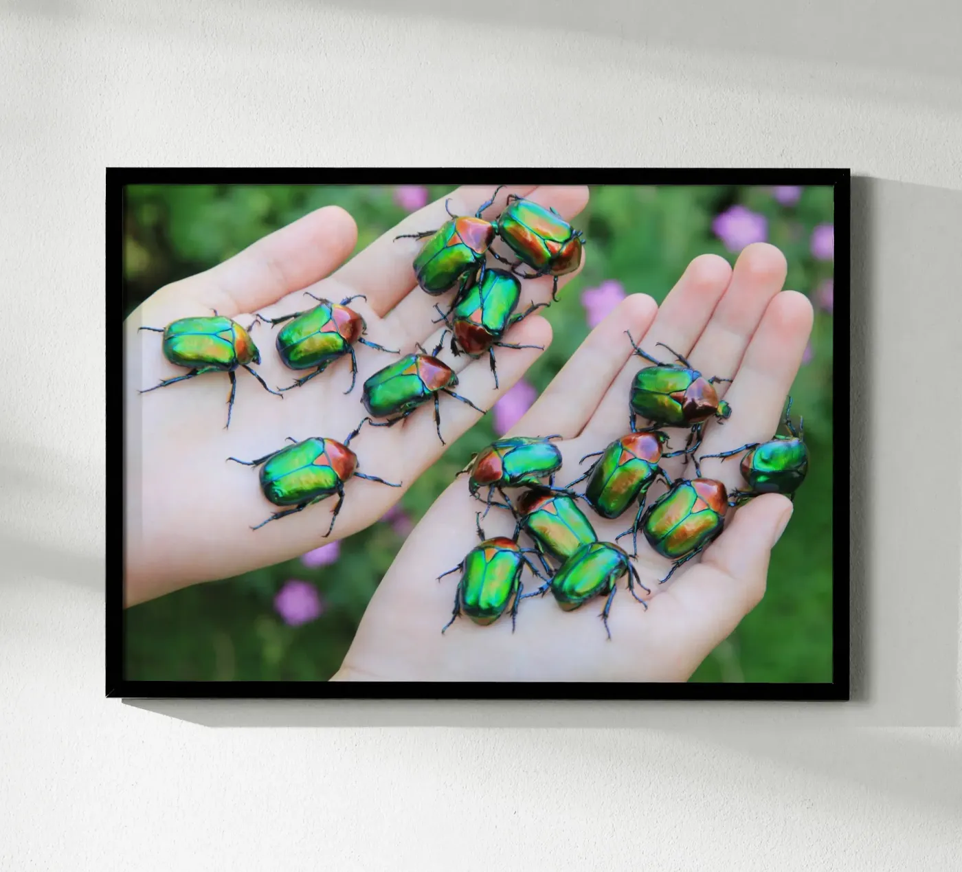 Rose chafer poster by eyes & tries