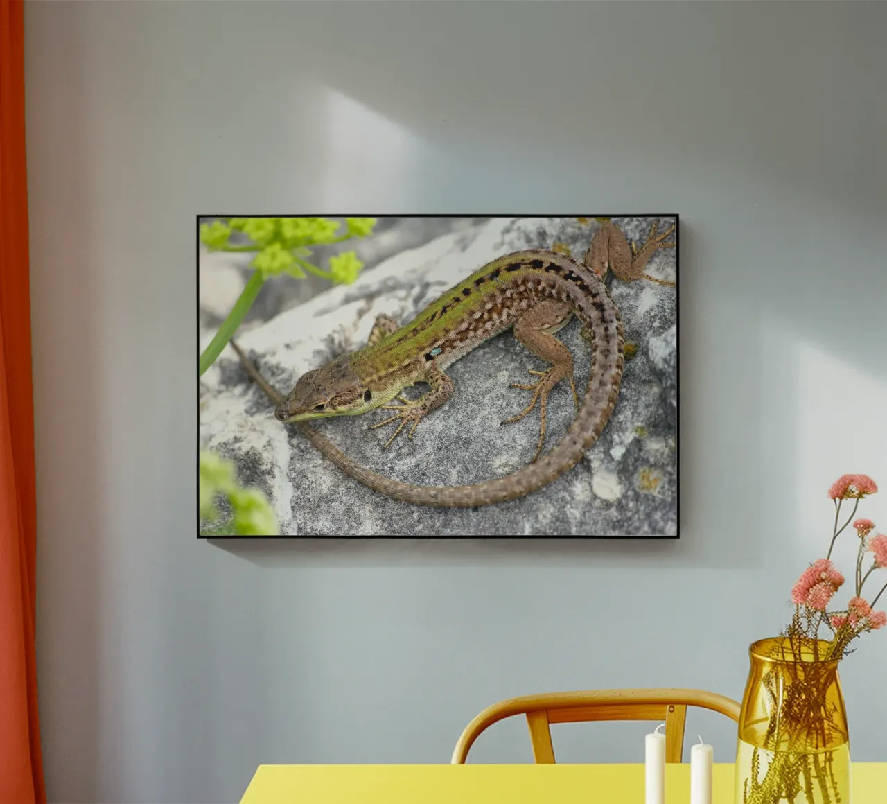 Lucertola plexiglass da eyes & tries