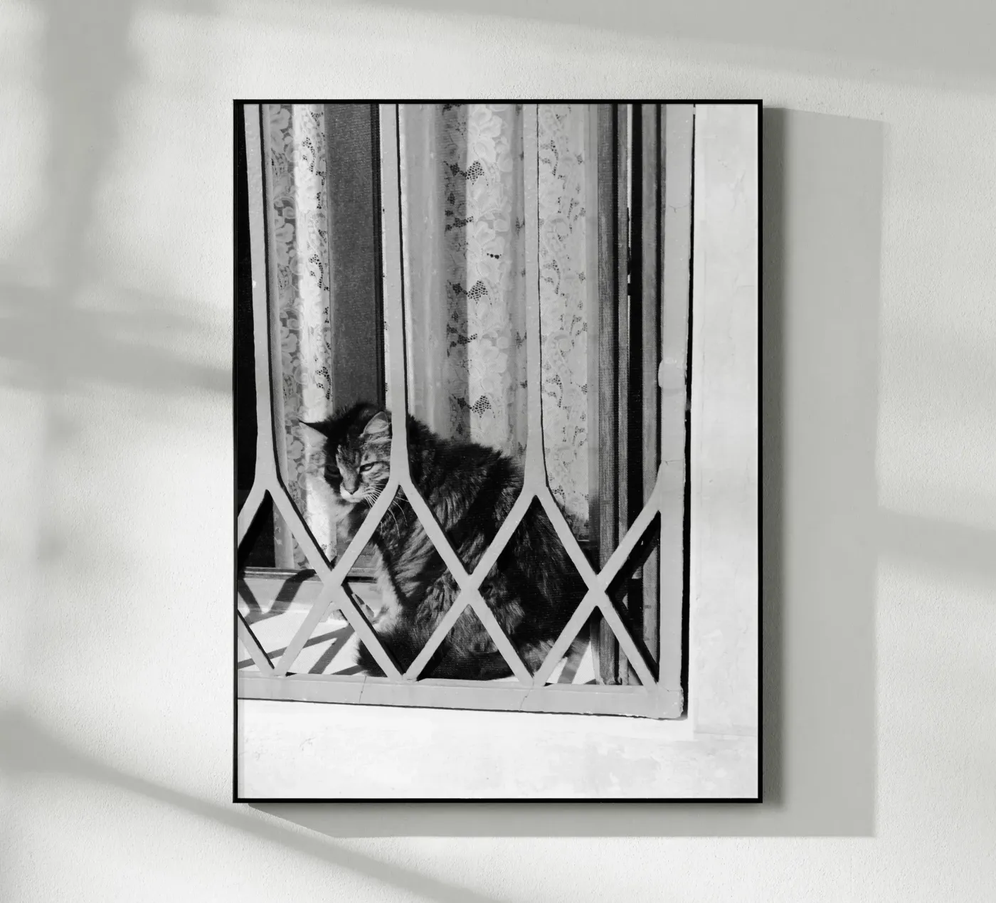 Cat plexiglas de eyes & tries