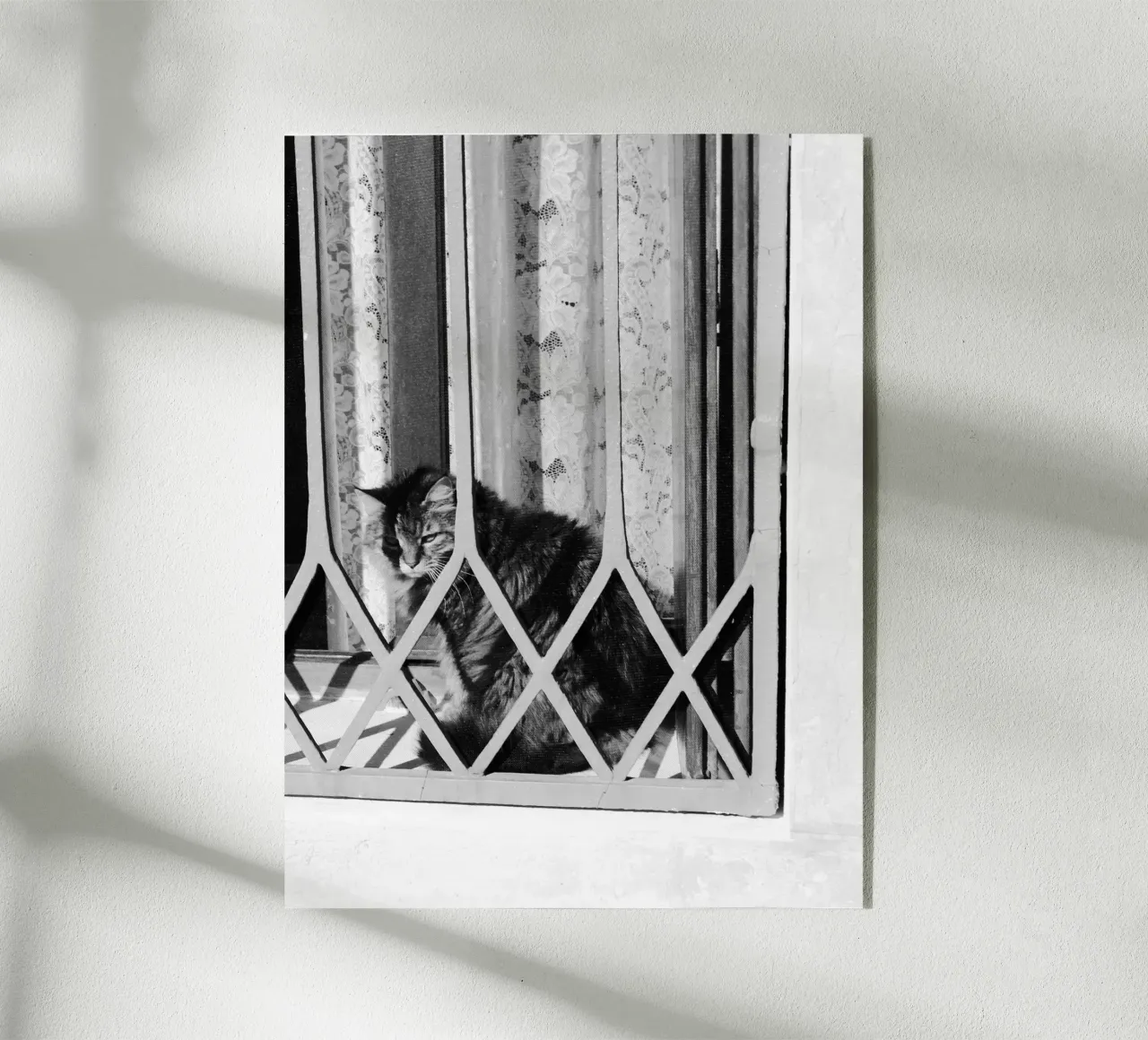 Gatto plexiglass da eyes & tries