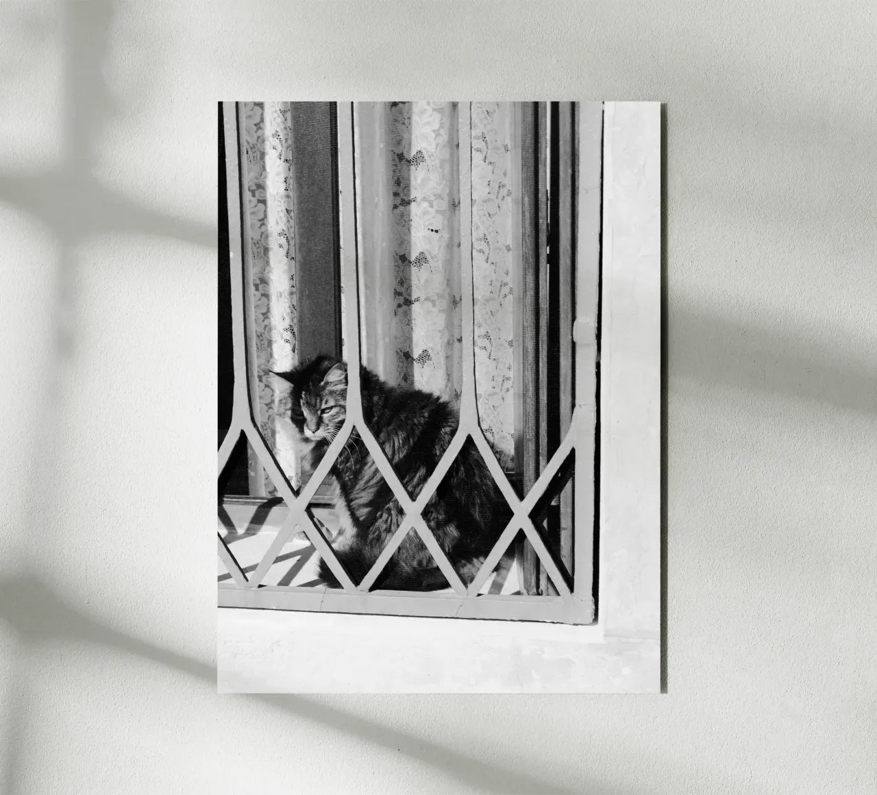 Cat forex plate by eyes & tries