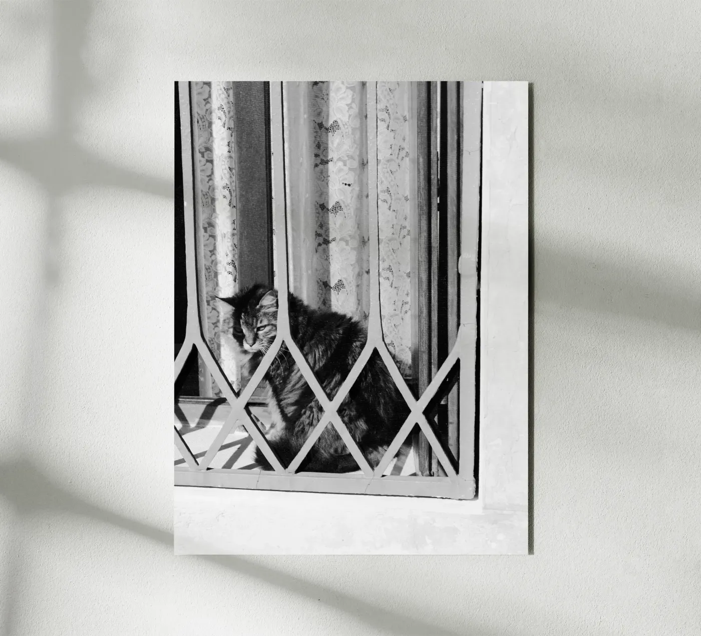 Cat alluminio dibond da eyes & tries