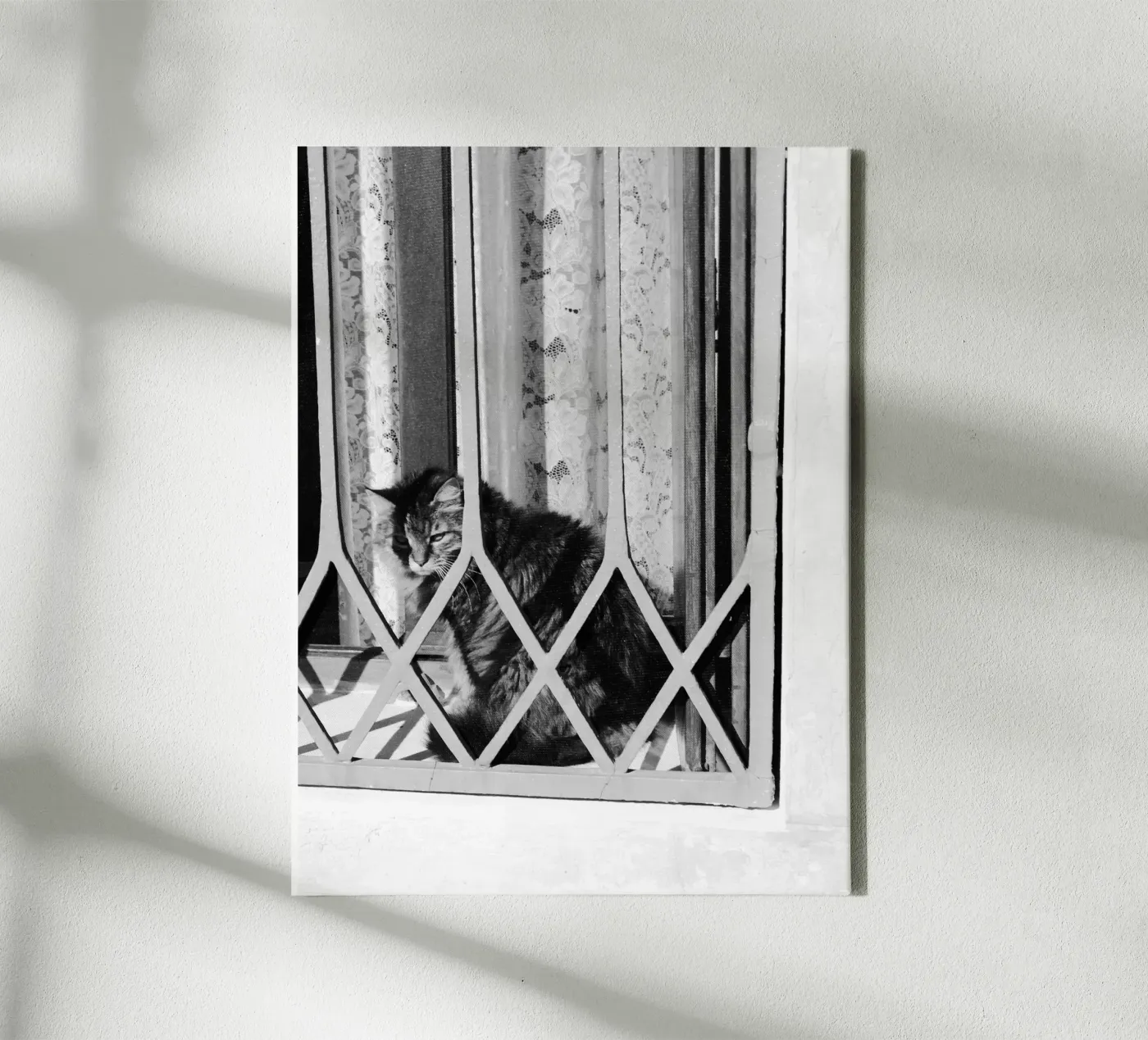 Gatto tela da eyes & tries