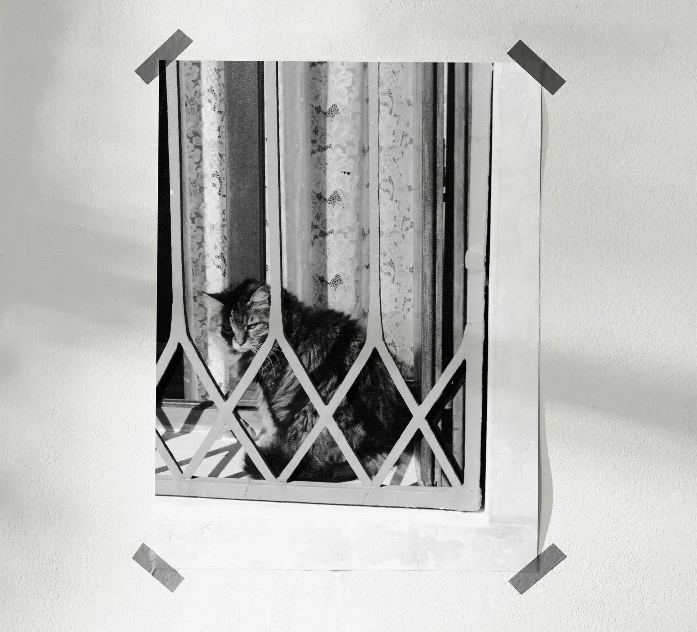 Cat poster by eyes & tries