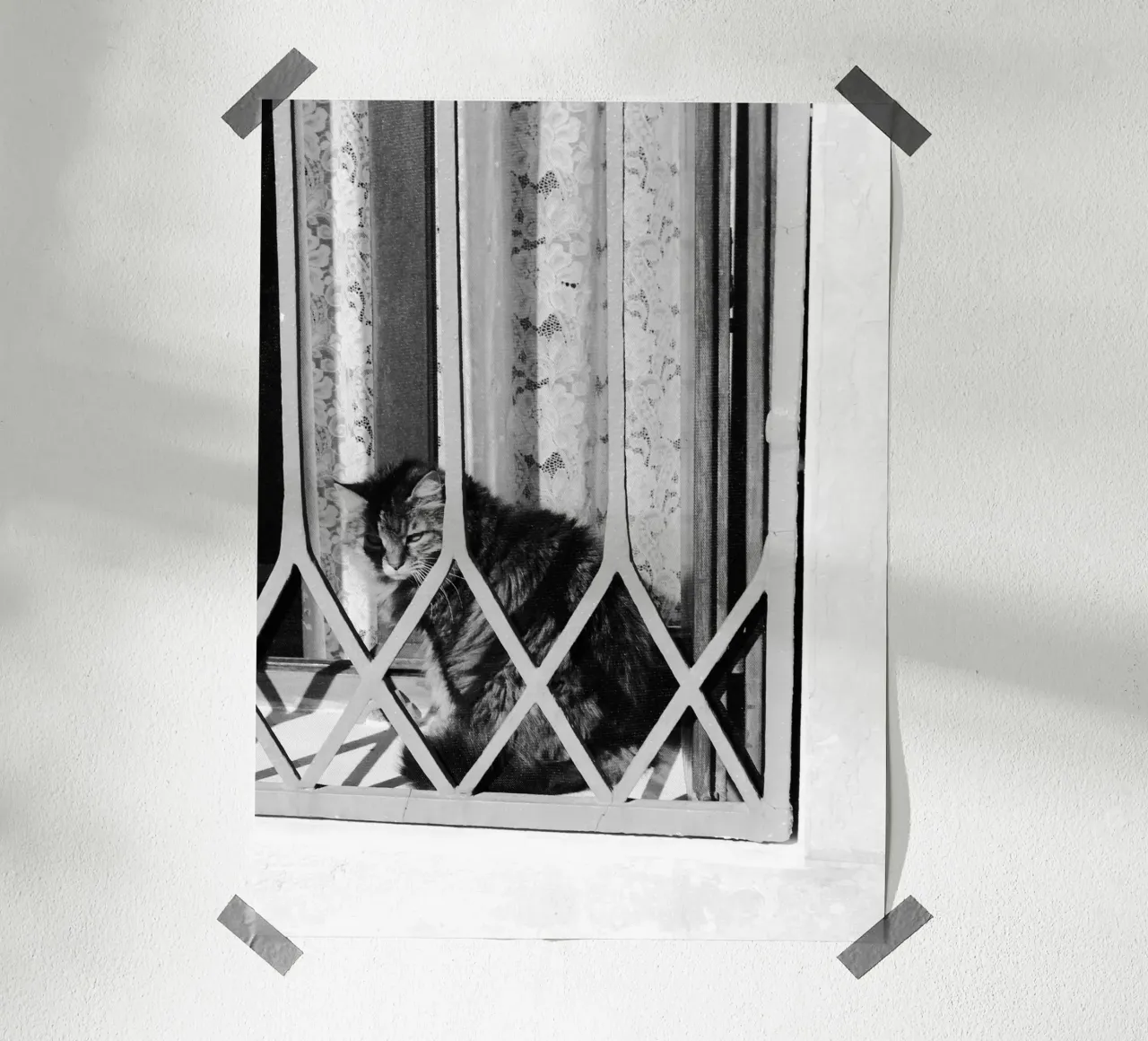 Gatto poster da eyes & tries