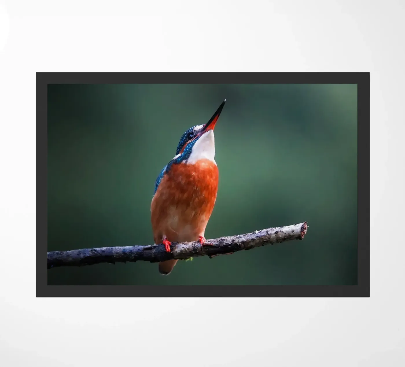 The Kingfisher Fußmatte von Tom's Wildlife