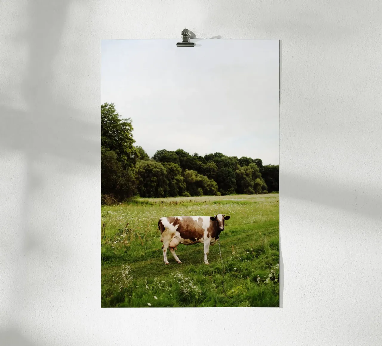 Mucca in Ucraina carta hahnemühle da Simon Koy