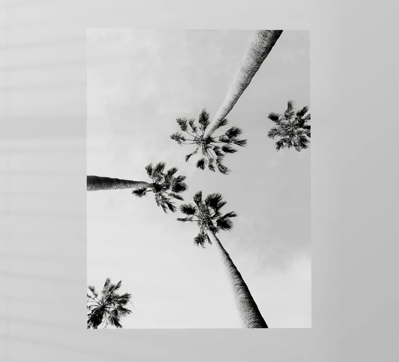 Palme in bianco e nero pellicola backlit da Black And White