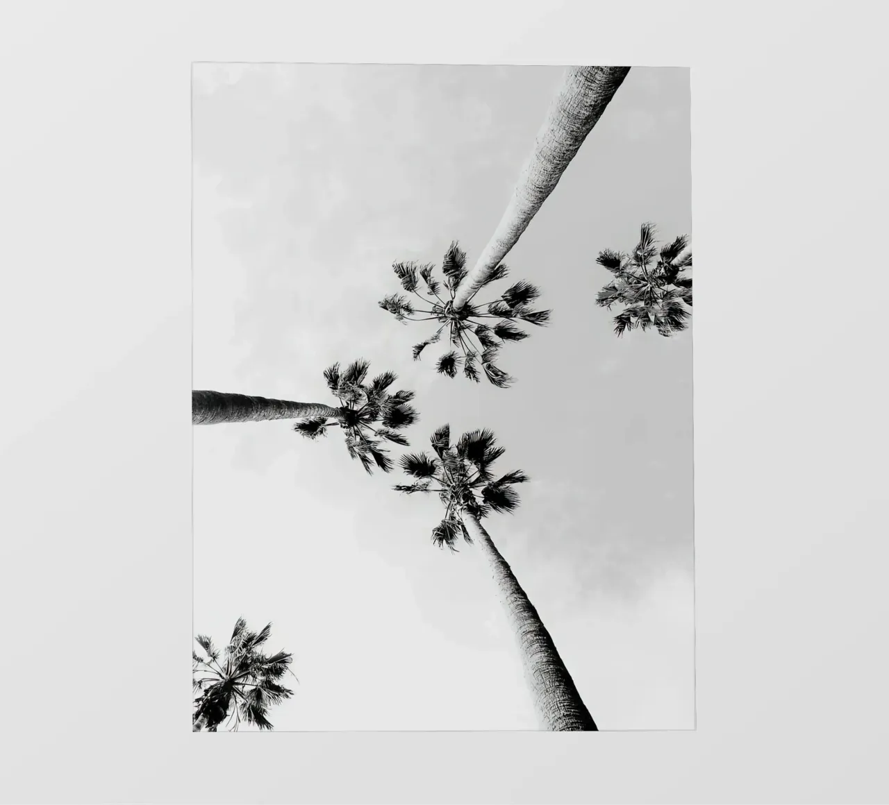 Palme in bianco e nero pellicola backlit da Black And White