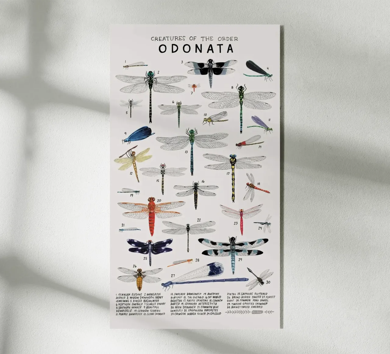 Odonata plexiglass da Julia Atelier