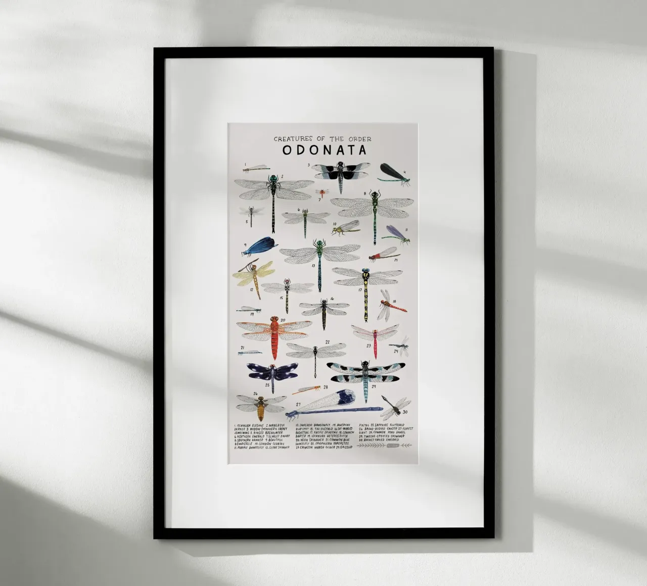 Odonata carta hahnemühle da Julia Atelier