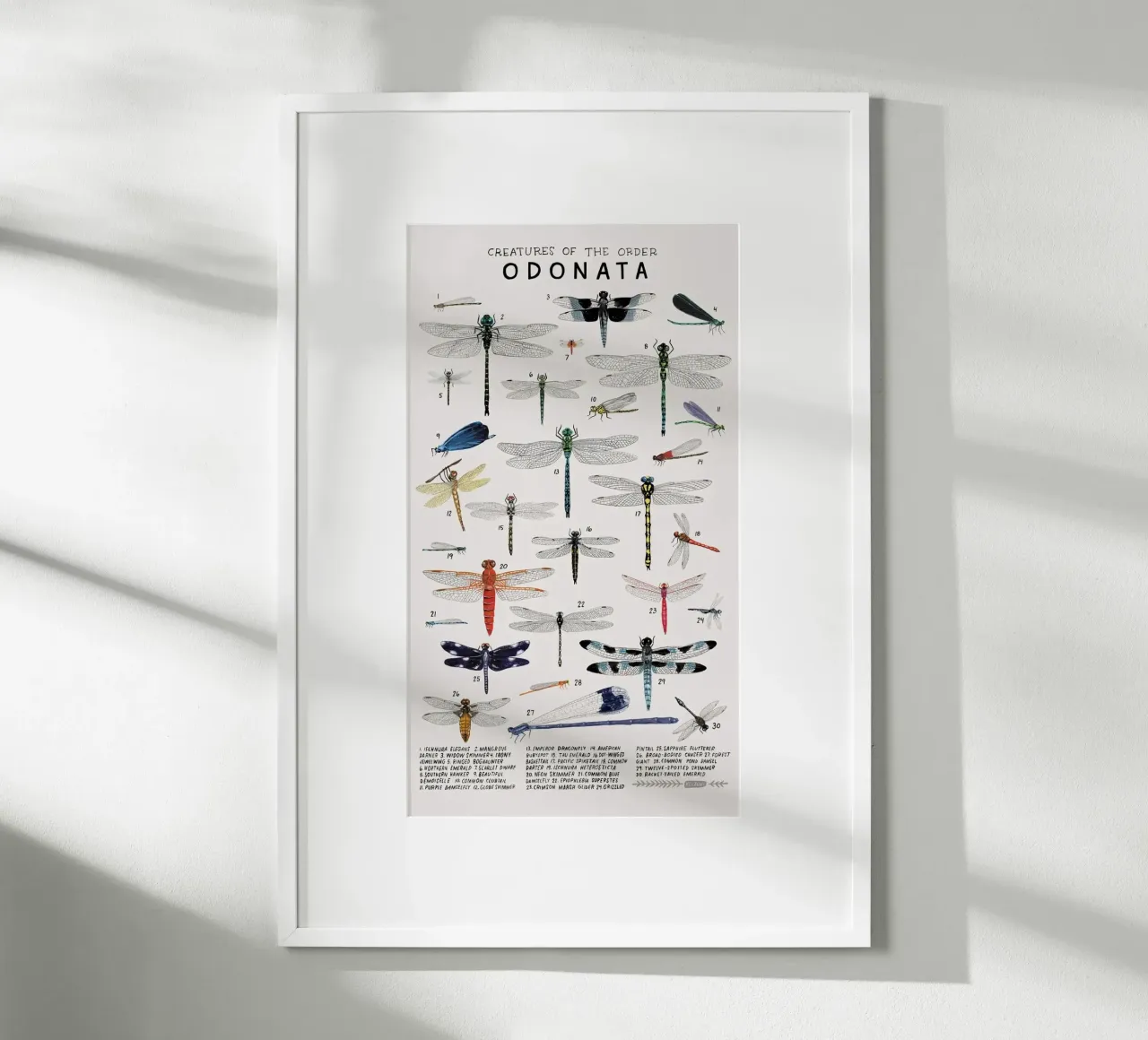 Odonata carta hahnemühle da Julia Atelier