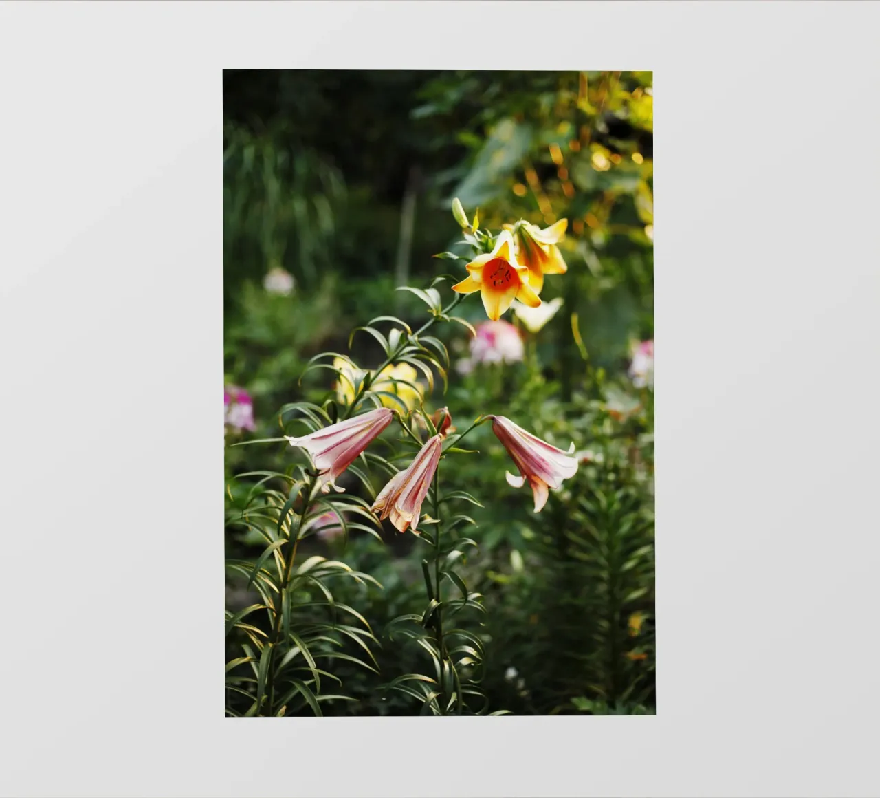Fiori, Ucraina telo in pvc da Simon Koy