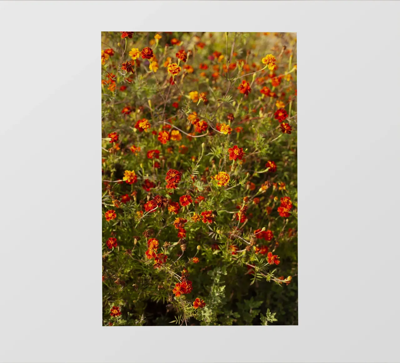 fiori rossi in Ucraina telo in pvc da Simon Koy