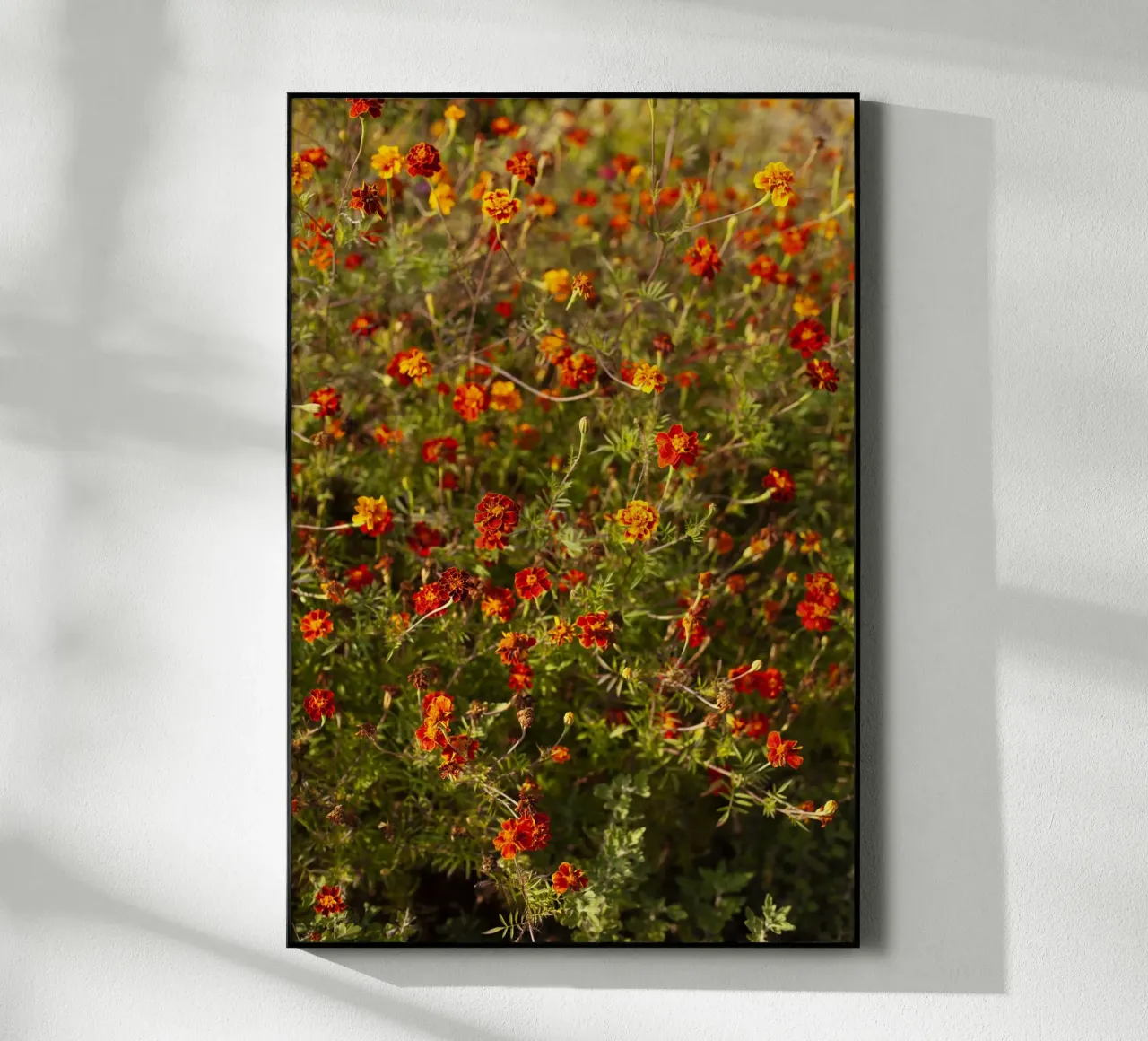 fiori rossi in Ucraina plexiglass da Simon Koy