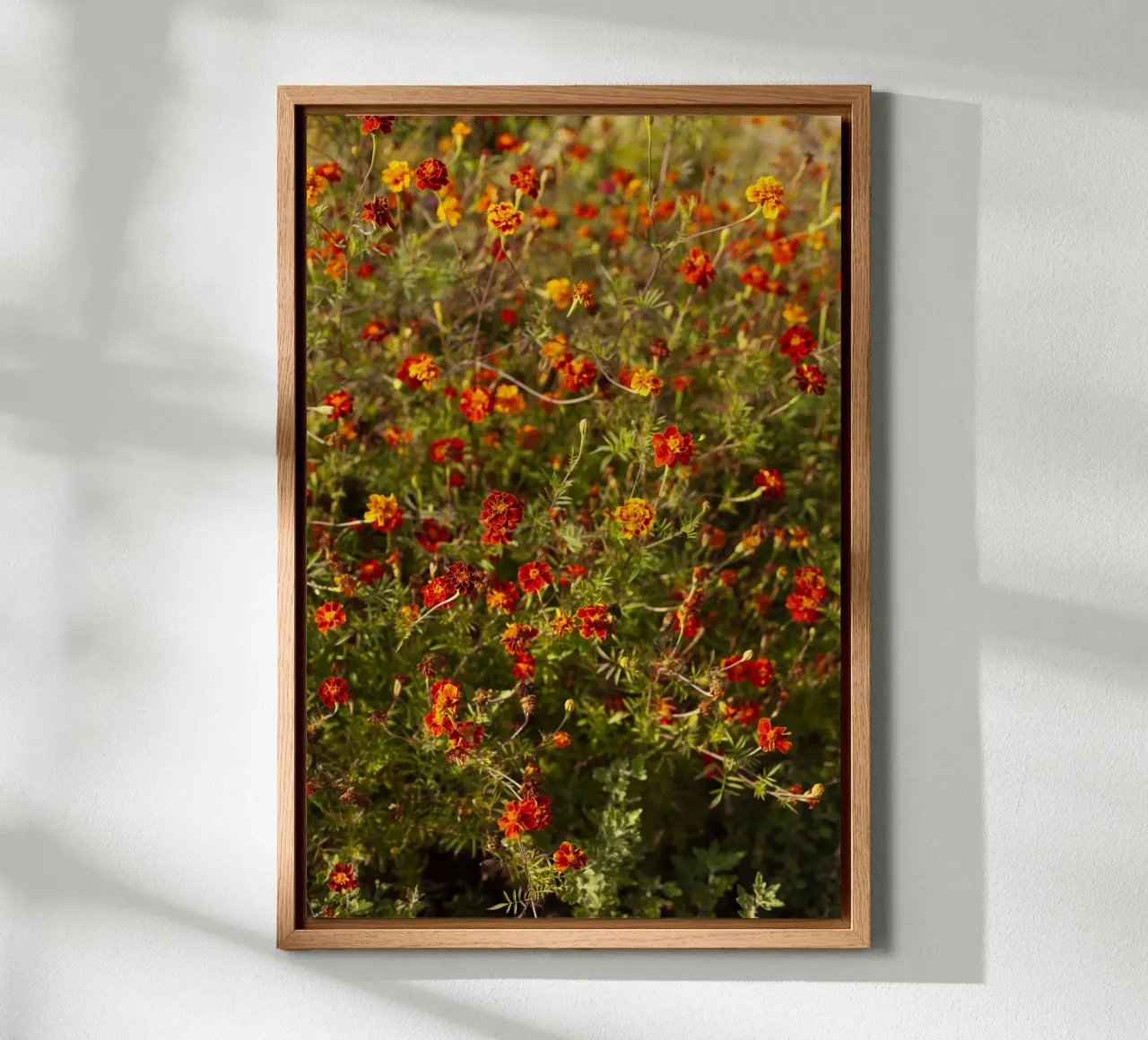 fiori rossi in Ucraina alluminio dibond da Simon Koy